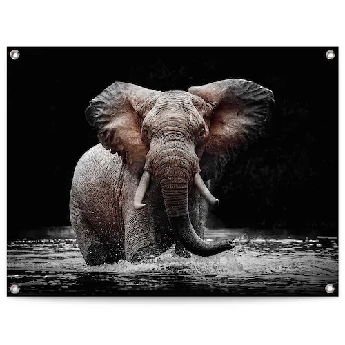 Reinders Poster "Elefant", Outdoor für Garten oder Balkon günstig online kaufen