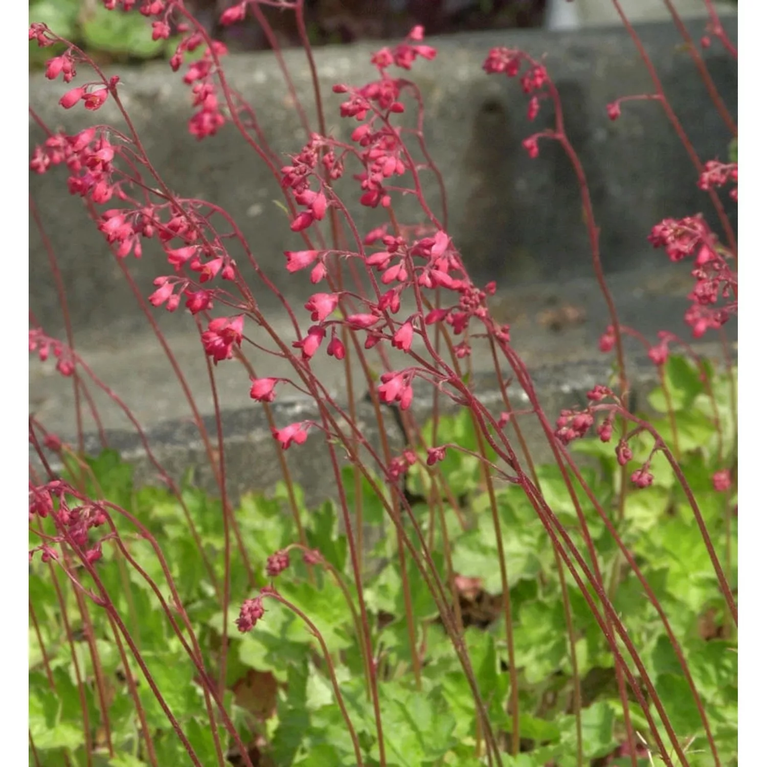 Purpurglöckchen Red Spangles - Heuchera brizoides günstig online kaufen