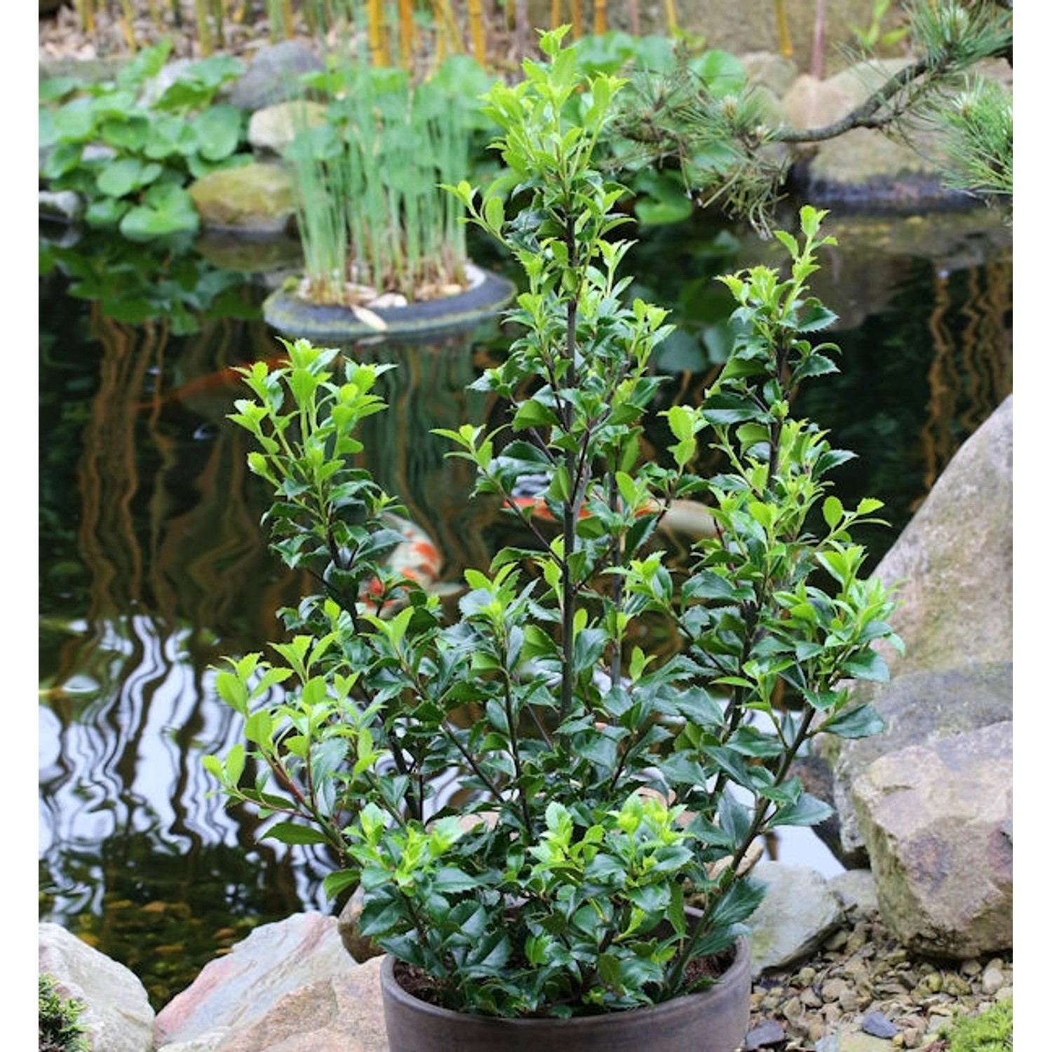 Stechpalme Ilex Heckenstar 30-40cm - Ilex meserveae günstig online kaufen