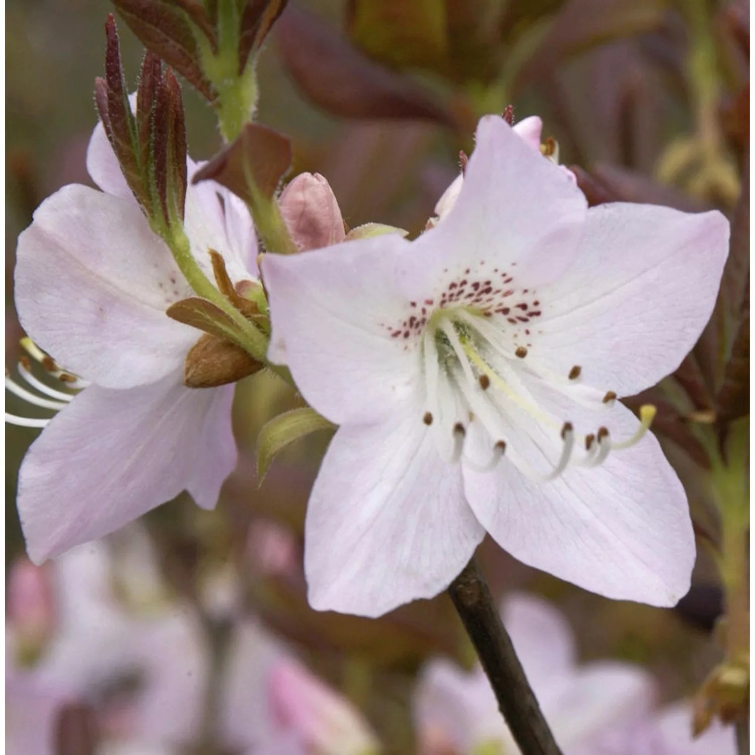 Koreanische Azalee 25-30cm - Rhododendron schlippenbachii günstig online kaufen