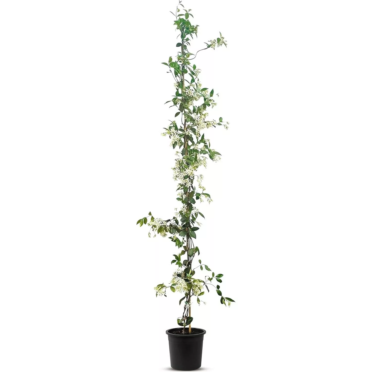 Sunny-Tree Toskanischer Jasmin  Kletterpflanze und Außenpflanze Widerstands günstig online kaufen