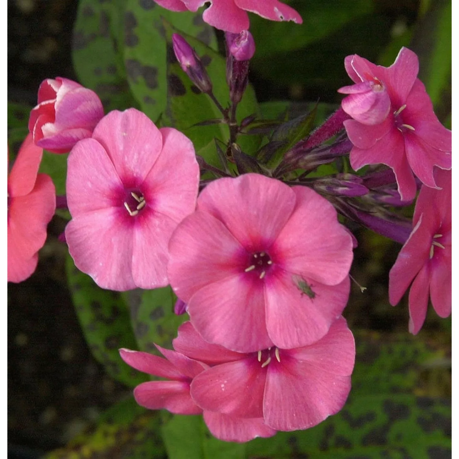 Hohe Flammenblume Jeffs Pink - Phlox paniculata günstig online kaufen