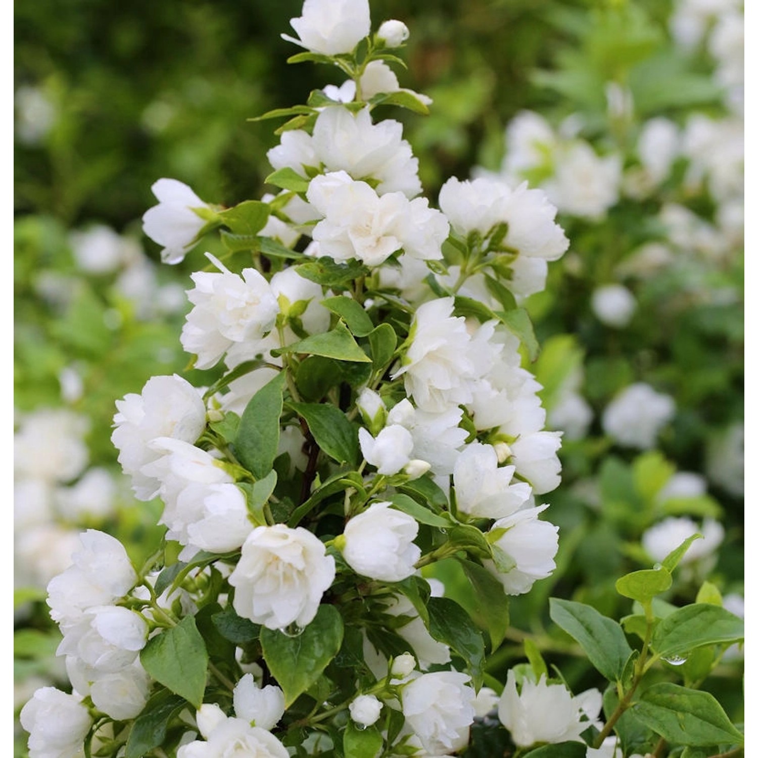 Gartenjasmin Snowbelle 80-100cm - Philadelphus günstig online kaufen