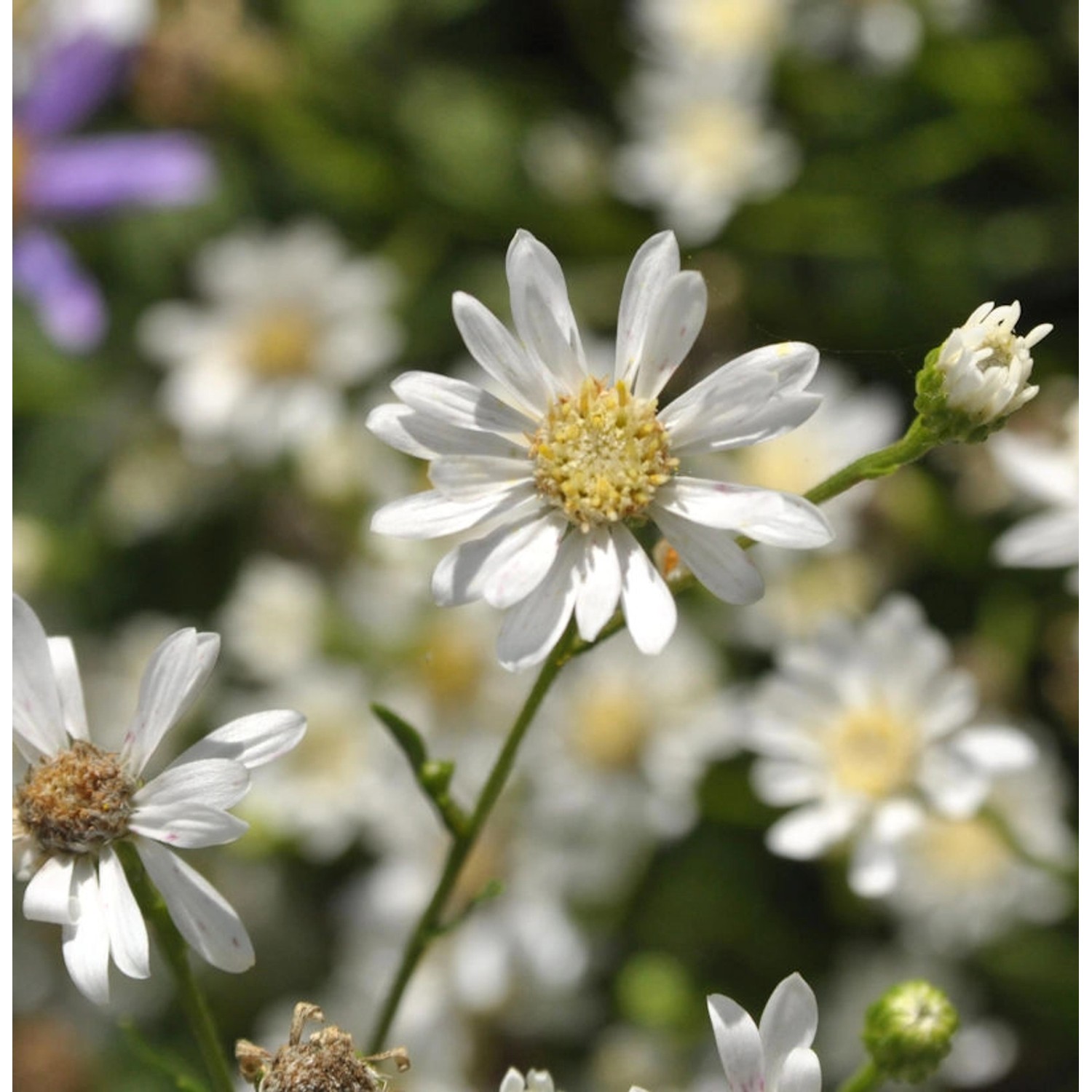 Hochland Aster - Goldrute - Solidago ptarmicoides günstig online kaufen