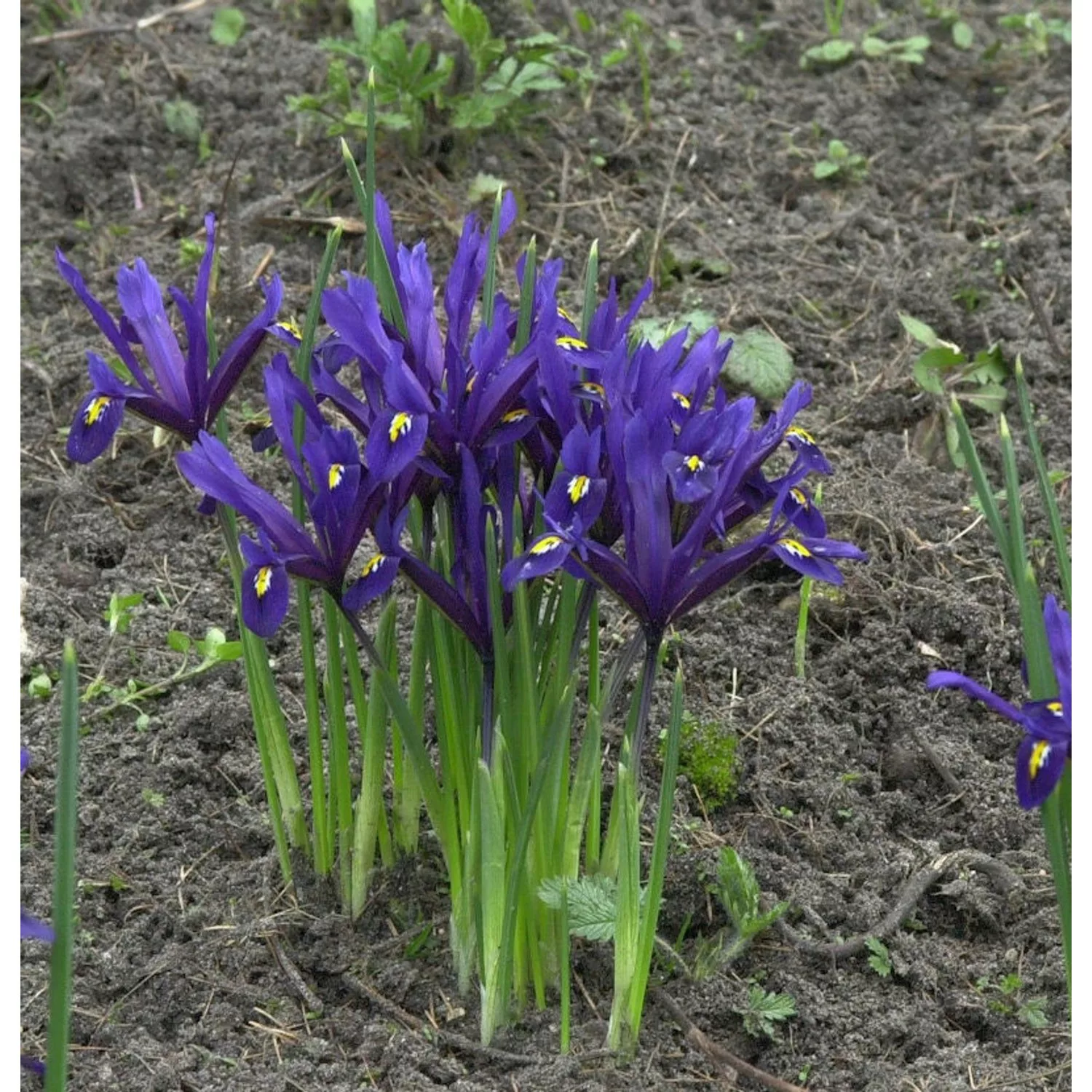 Winteriris - Iris reticulata günstig online kaufen