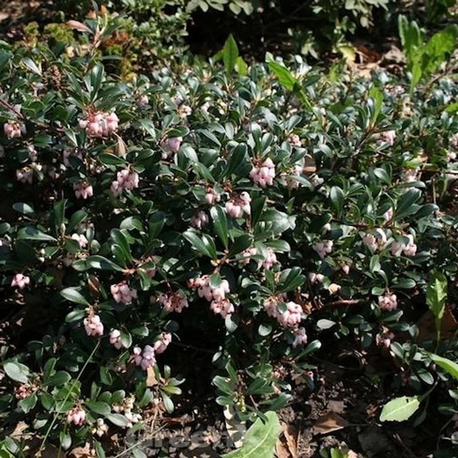 Europäische Bärentraube Massachusetts 20-25cm - Arctostaphylos günstig online kaufen