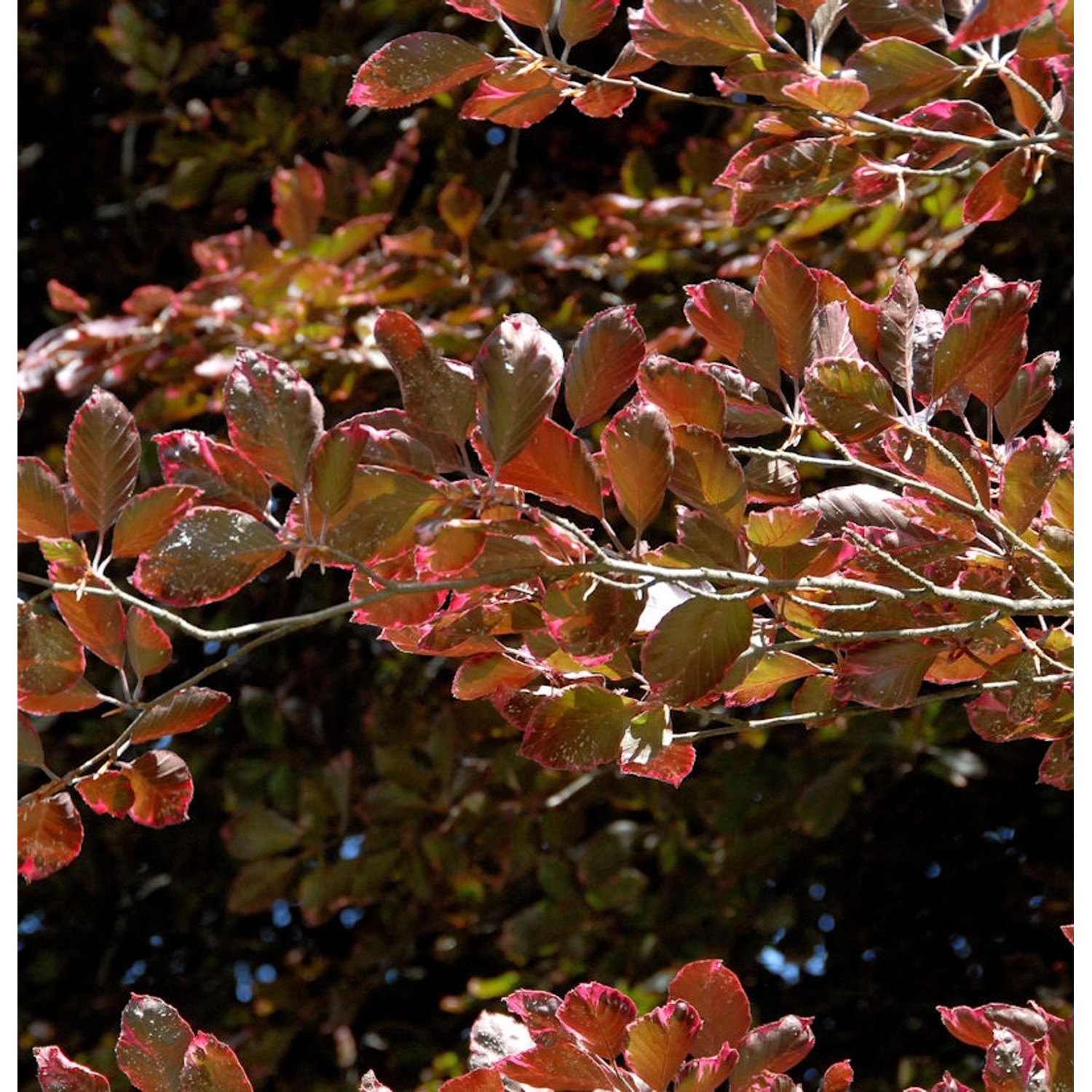 Rosa-dunkelrote Buche Roseomarginata 40-60cm - Fagus sylvatica günstig online kaufen