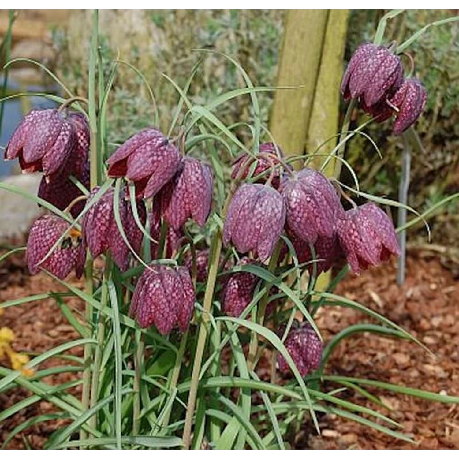 Schachbrettblume - Fritillaria meleagris günstig online kaufen