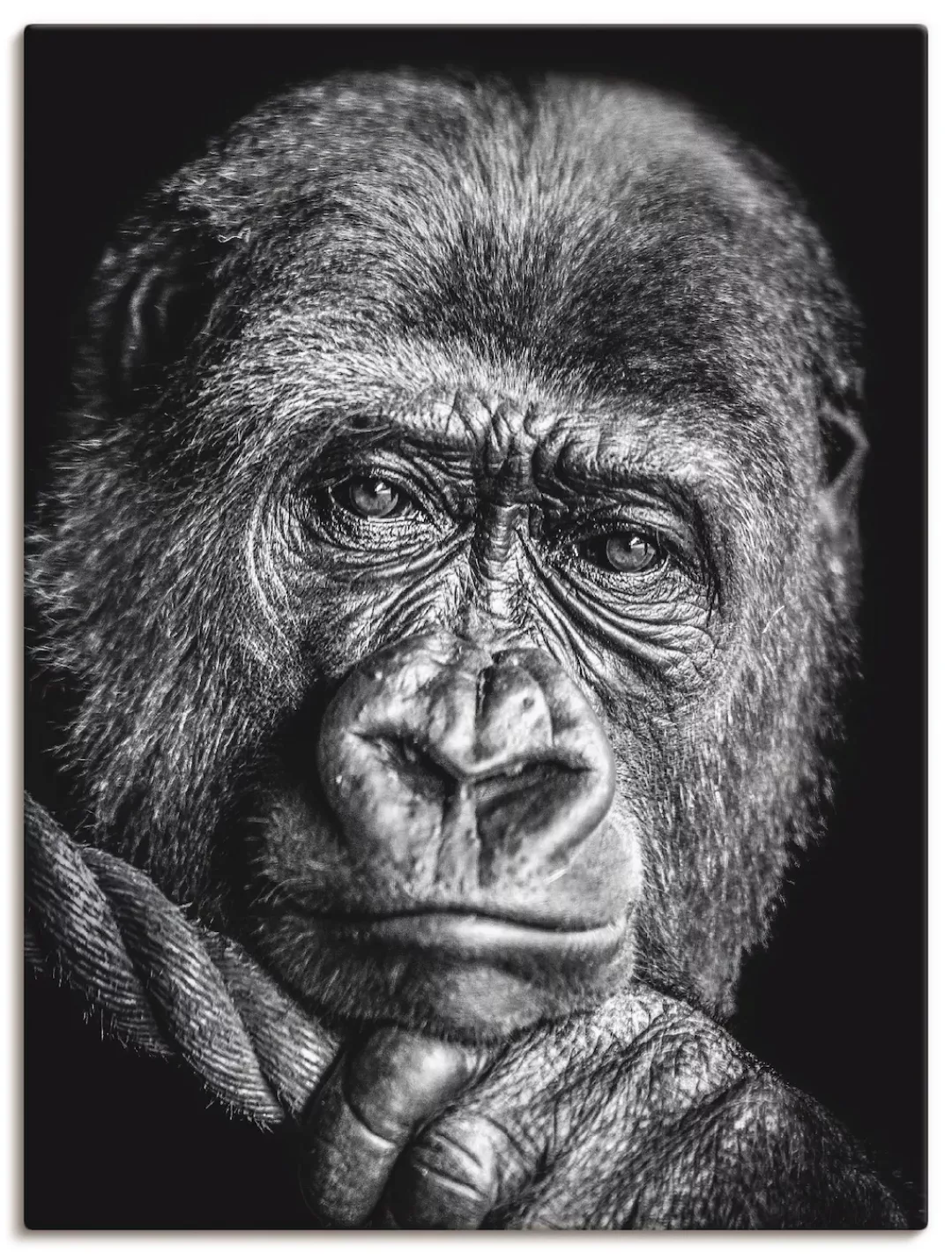 Artland Leinwandbild "Gorilla", Wildtiere, (1 St.), auf Keilrahmen gespannt günstig online kaufen
