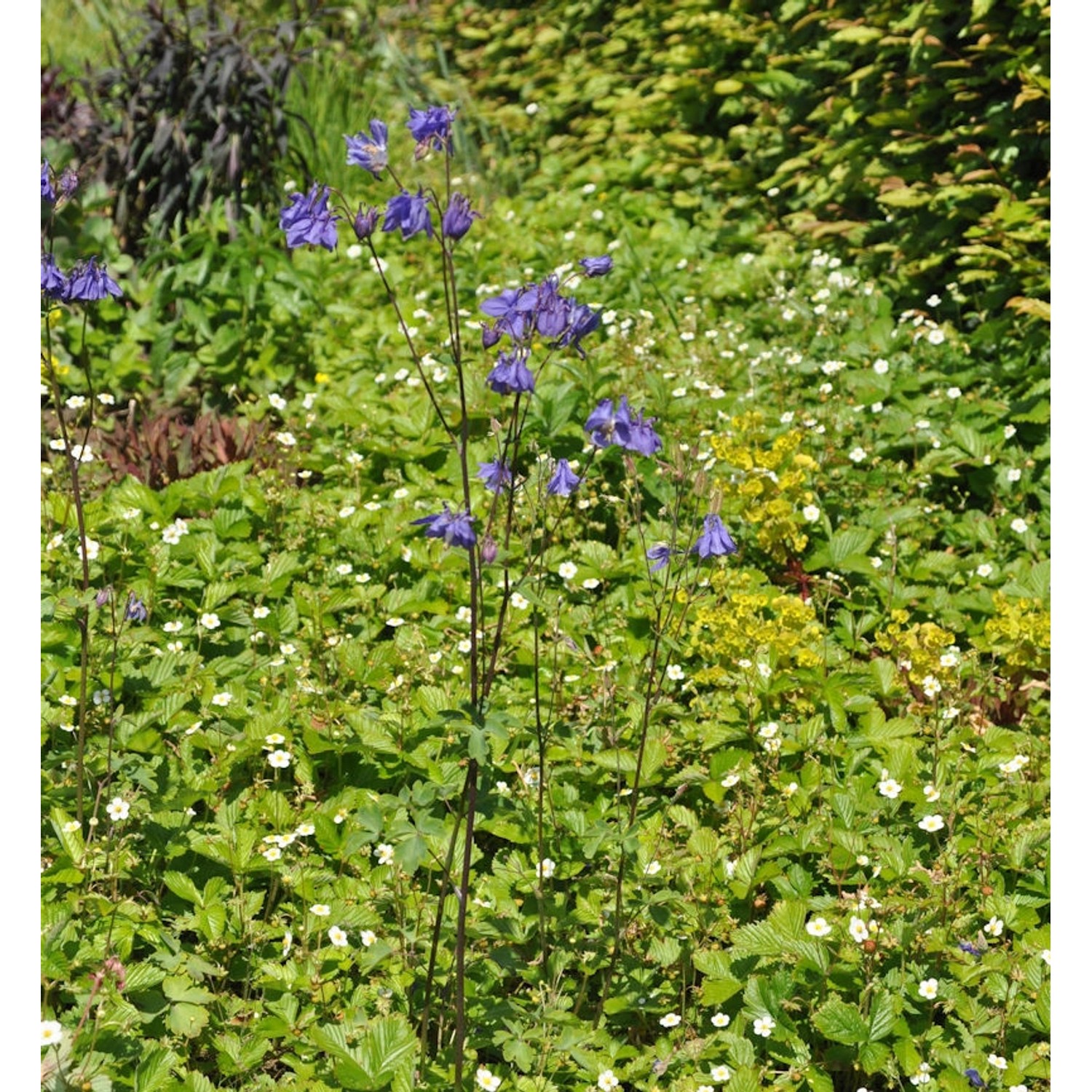 Garten-Akelei - Aquilegia vularis günstig online kaufen