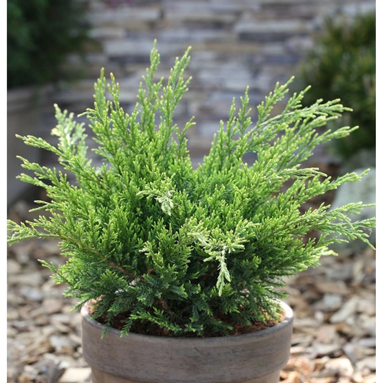 Grüner Strauchwacholder Mint Julep 10-15cm - Juniperus media günstig online kaufen