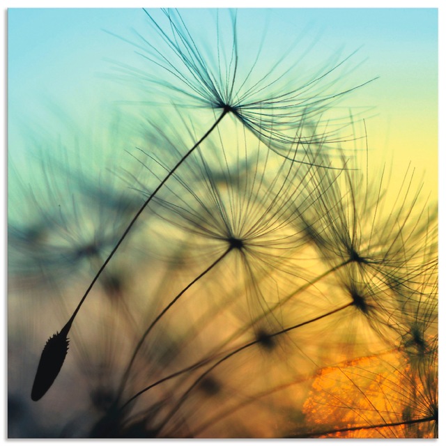 Artland Wandbild »Goldener Sonnenuntergang und Pusteblumen«, Blumen, (1 St. günstig online kaufen