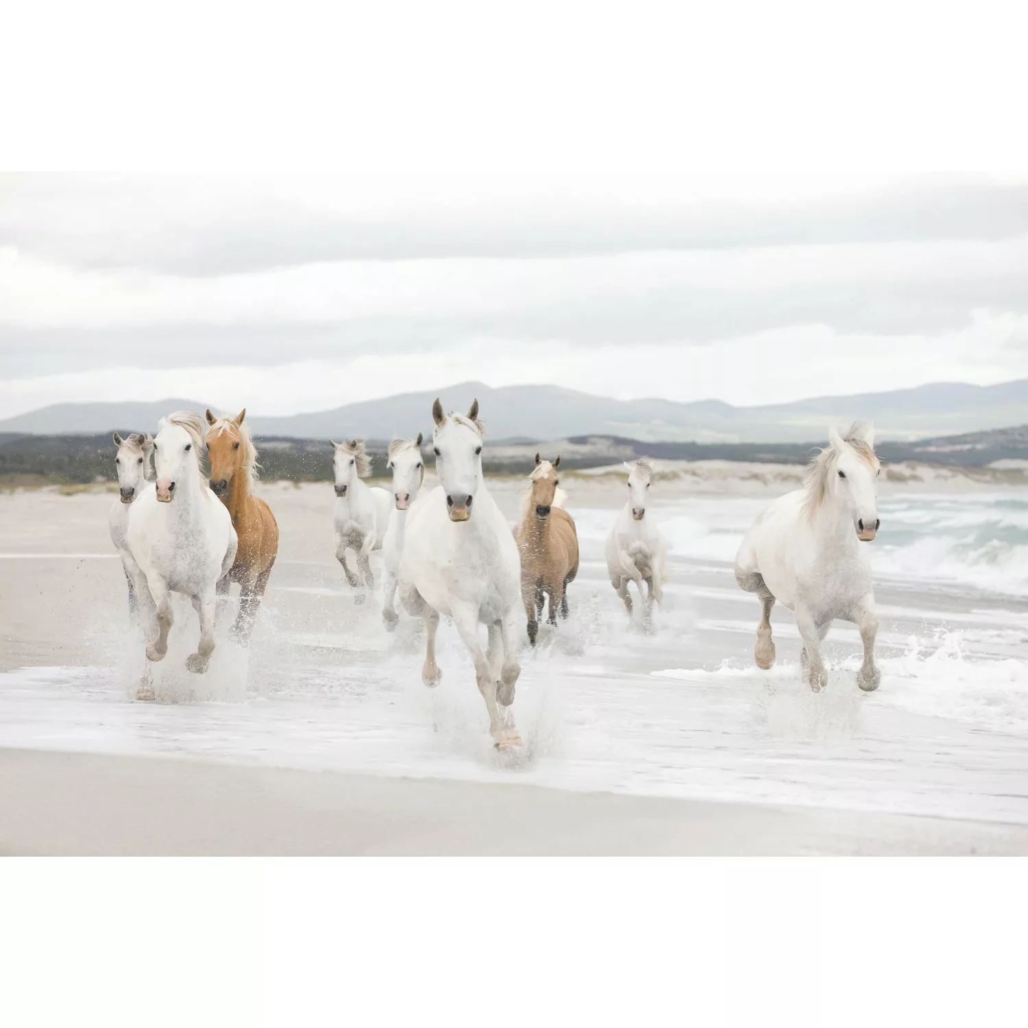 Komar Fototapete White Horses 368 cm x 254 cm FSC® günstig online kaufen