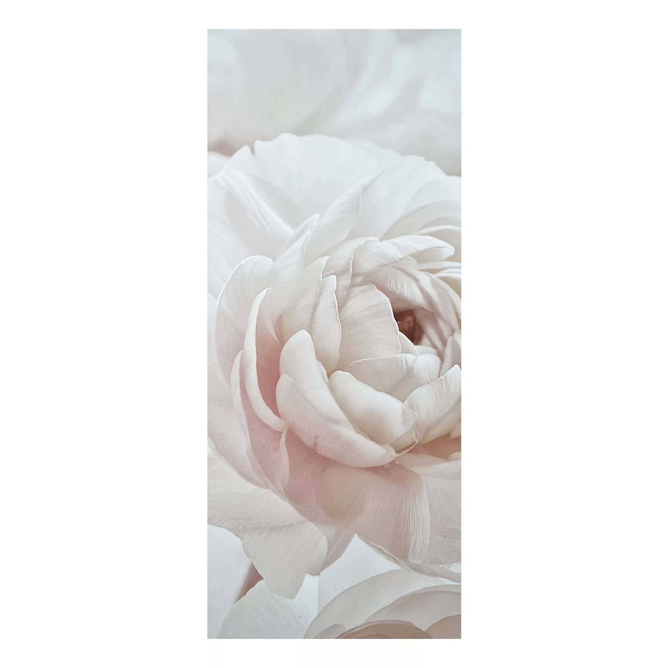 Alu-Dibond Bild Weiße Blüte im Blütenmeer günstig online kaufen