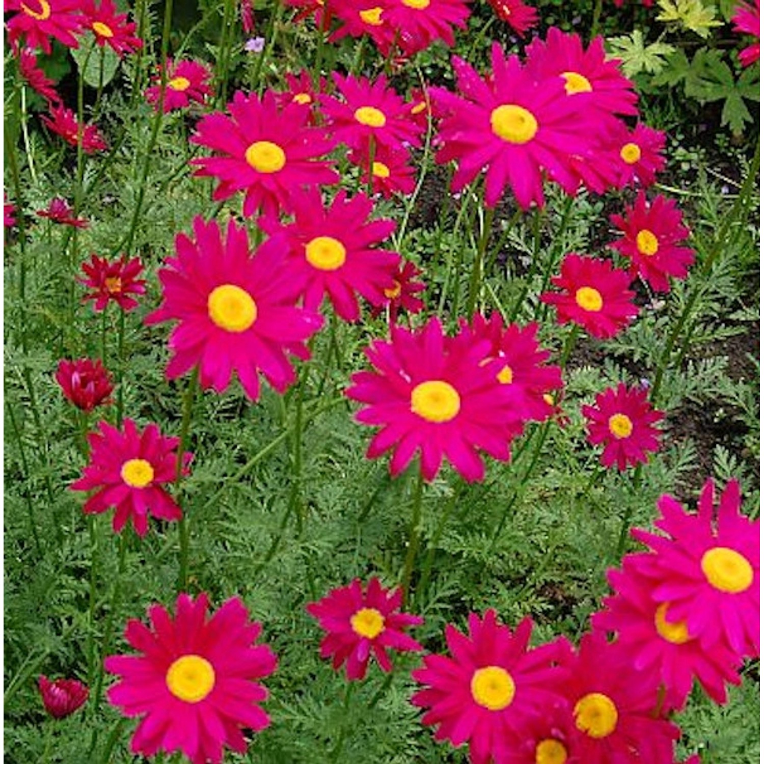 Bunte Magerite Robinons rot - Tanacetum coccineum günstig online kaufen