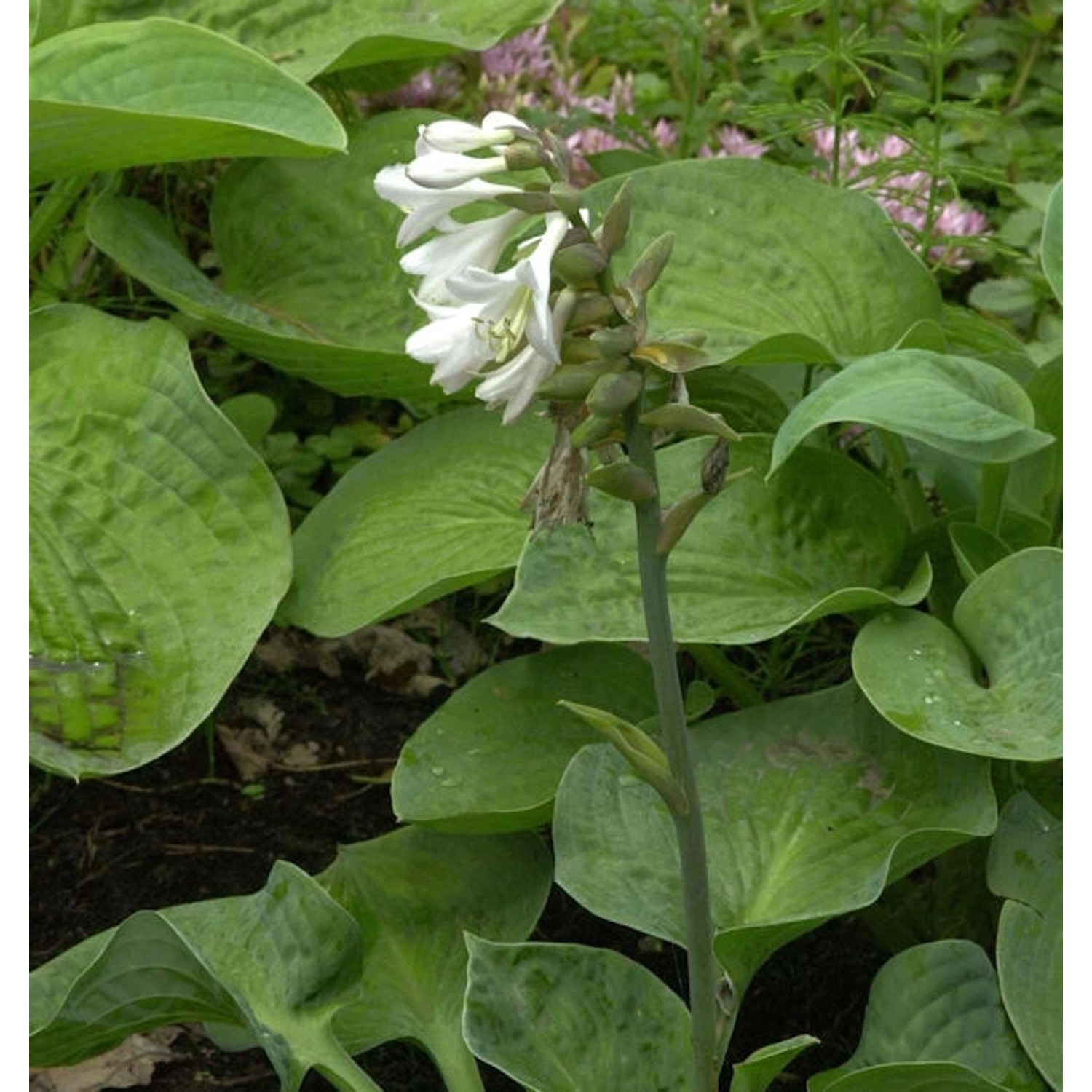 Grünblattfunkie Elegans - großer Topf - Hosta sieboldiana günstig online kaufen