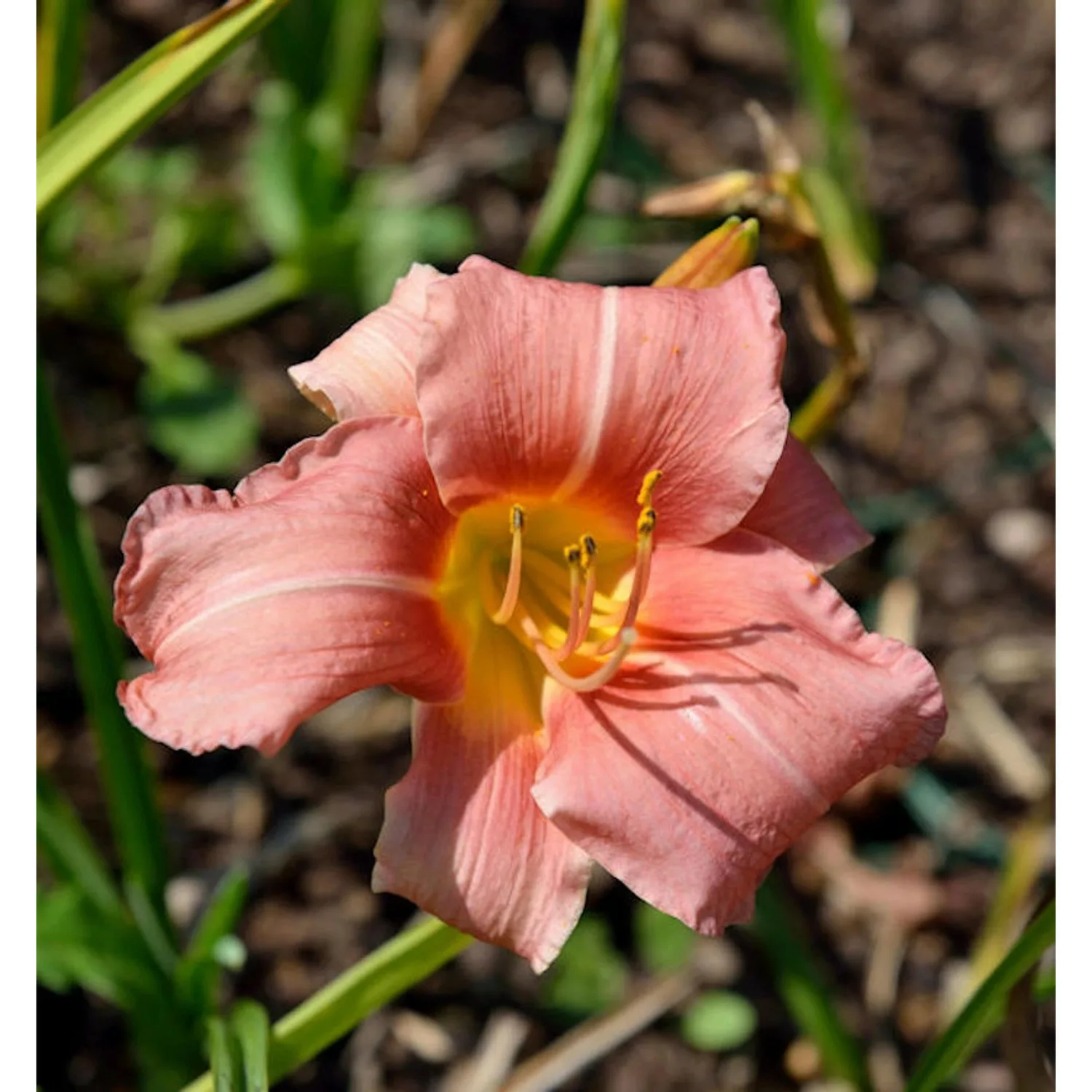 Taglilie Bed of Roses - Hemerocallis günstig online kaufen