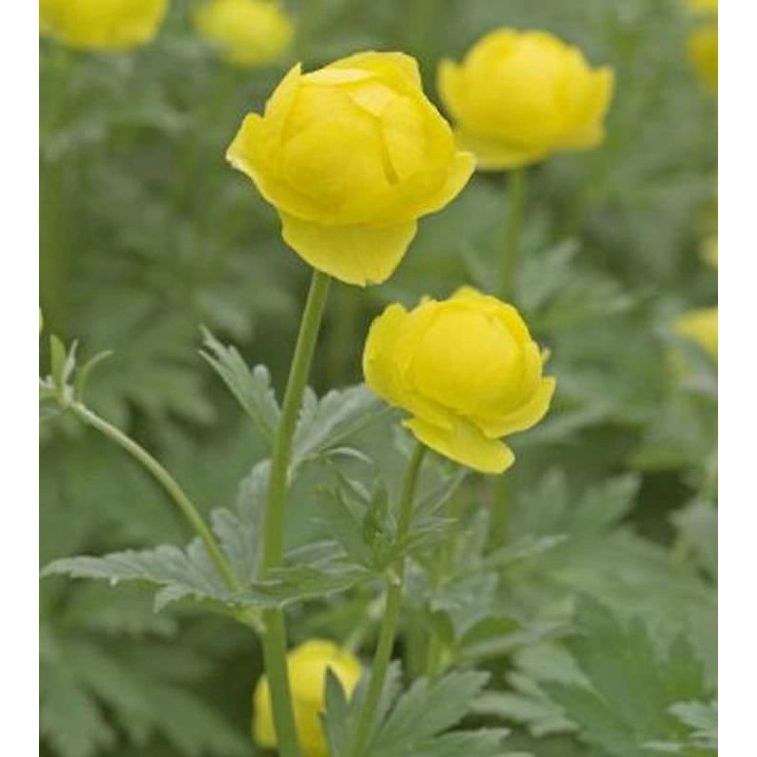 Trollblume Lemon Queen - Trollius europaeus günstig online kaufen