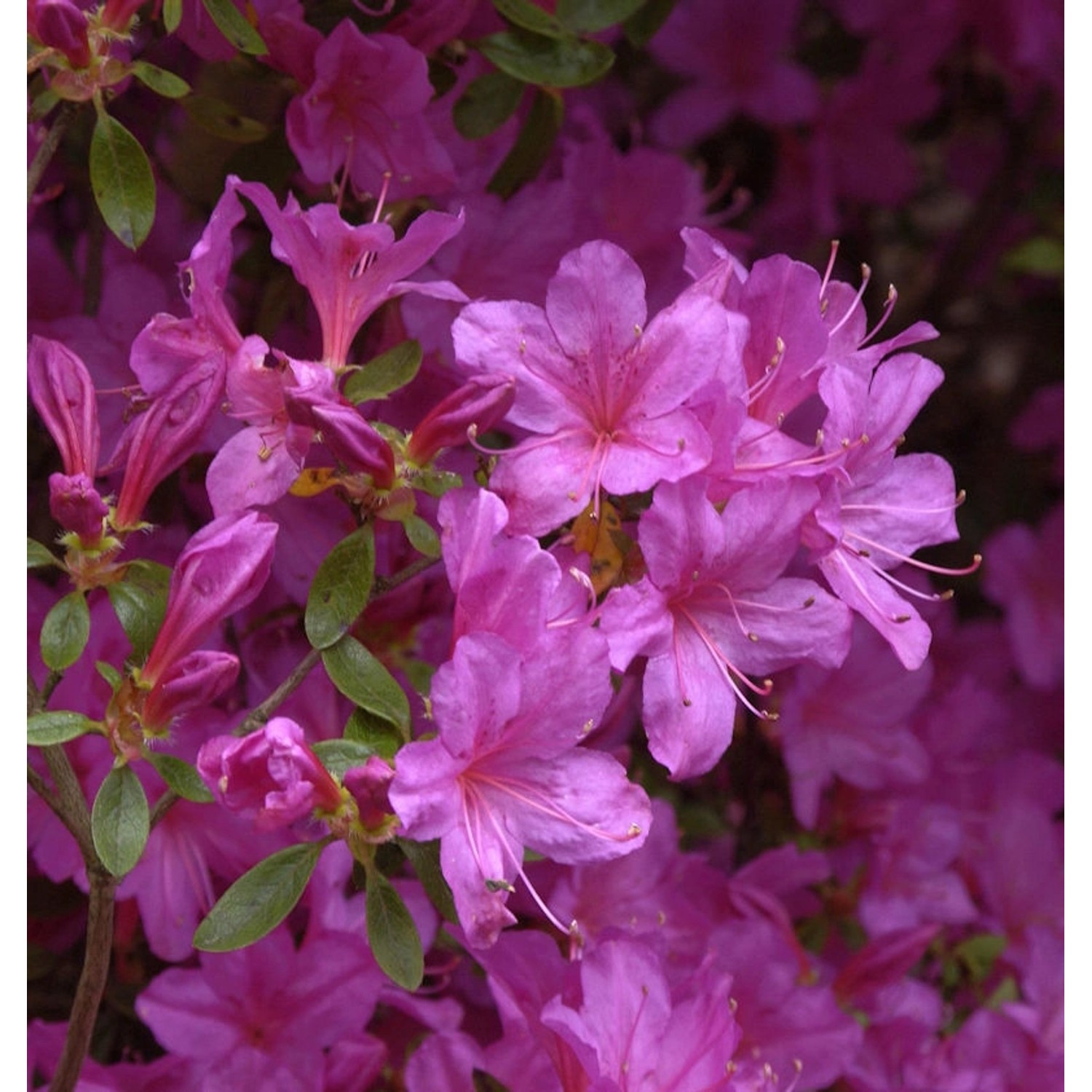 Japanische Azalee Multiflorum Lila 20-25cm - Rhododendron obtusum günstig online kaufen