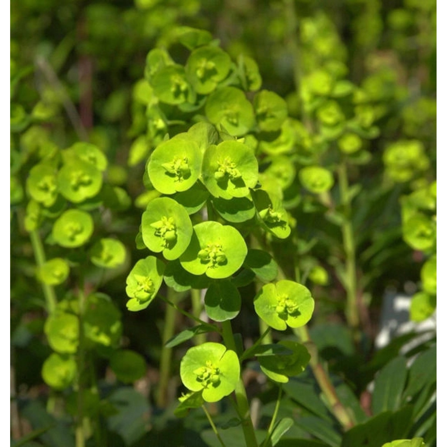 Mandelblättrige Wolfsmilch Robbiae - Euphorbia amygdaloides günstig online kaufen