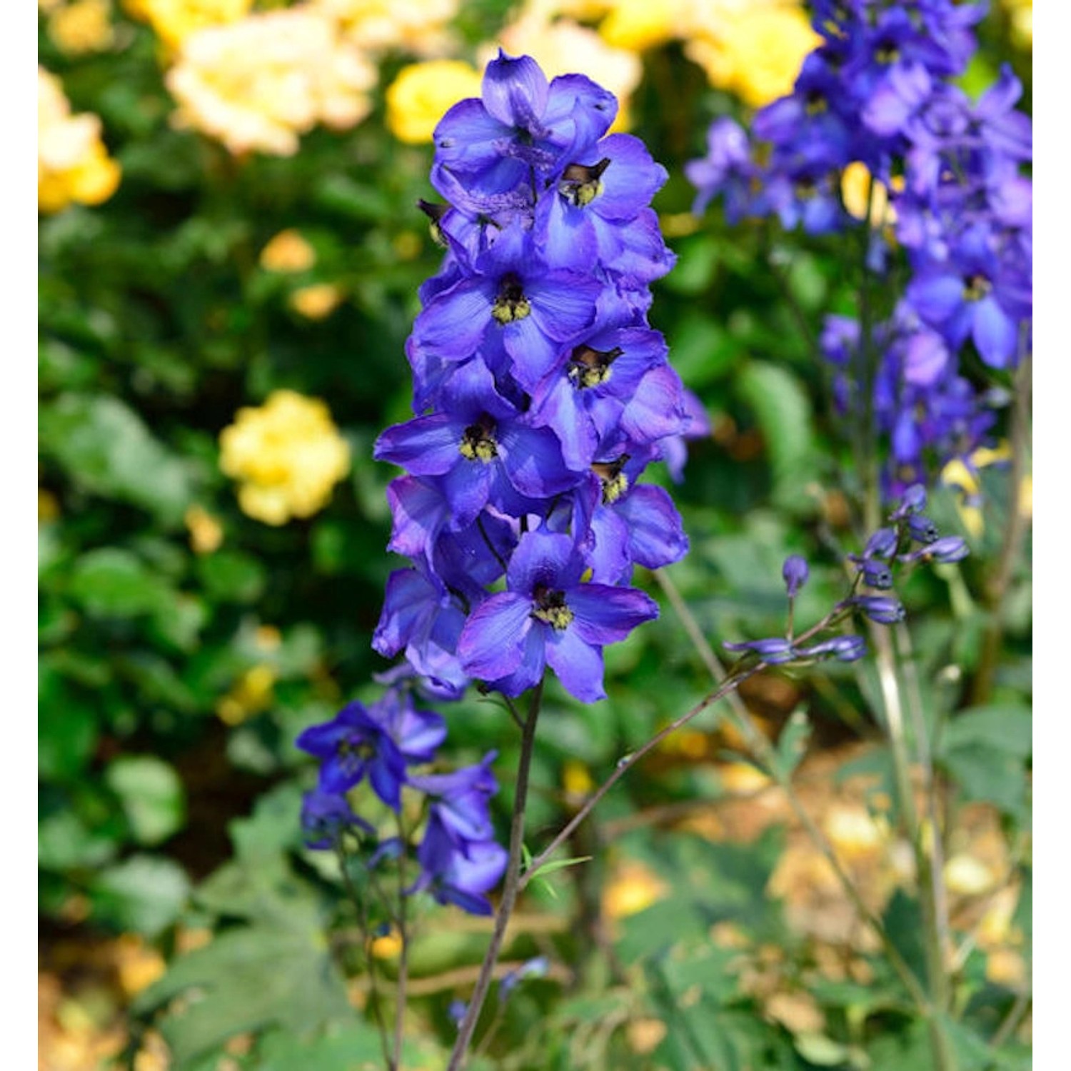 Hoher Rittersporn Waldenburg - Delphinium elatum günstig online kaufen