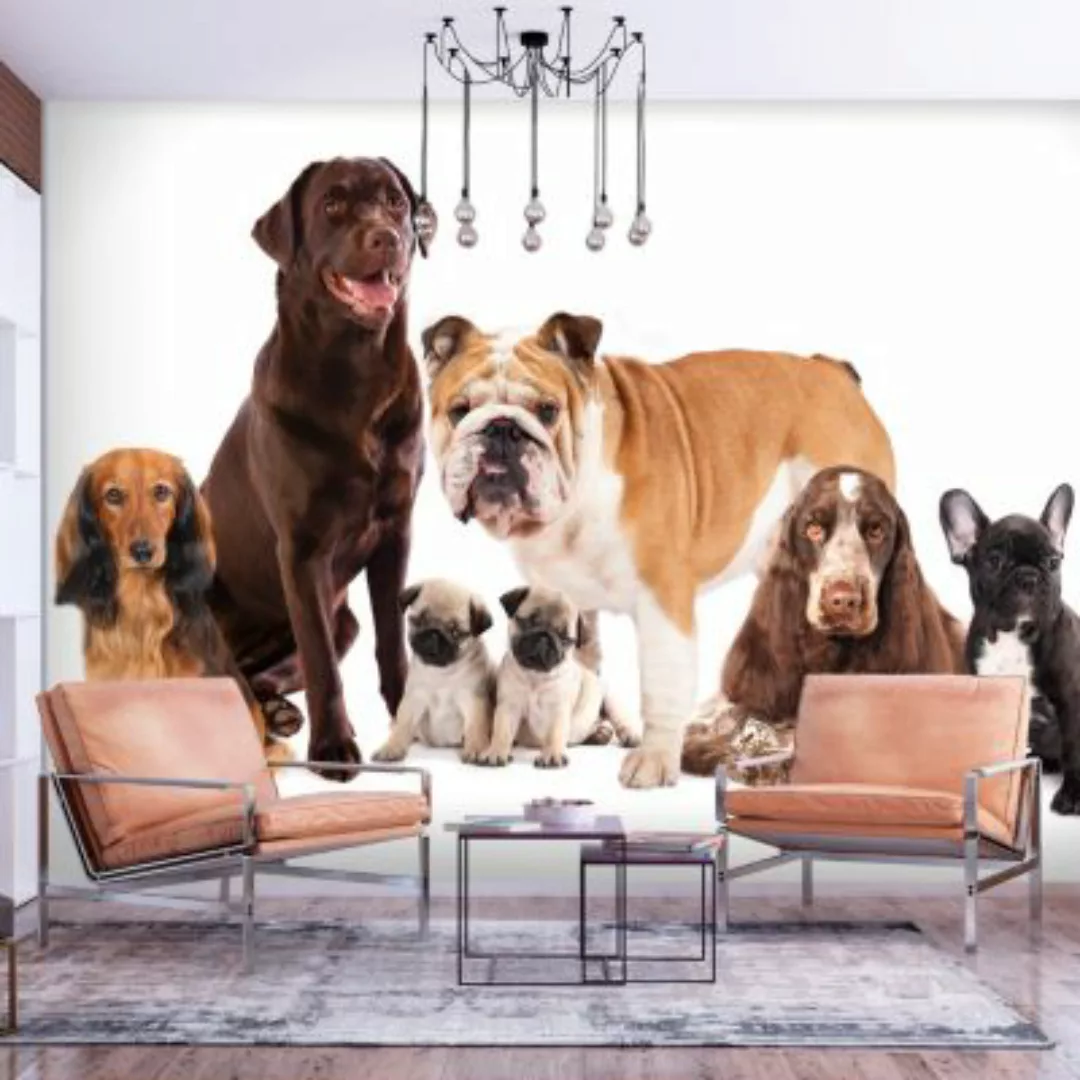 artgeist Fototapete Dog Integration weiß-kombi Gr. 150 x 105 günstig online kaufen