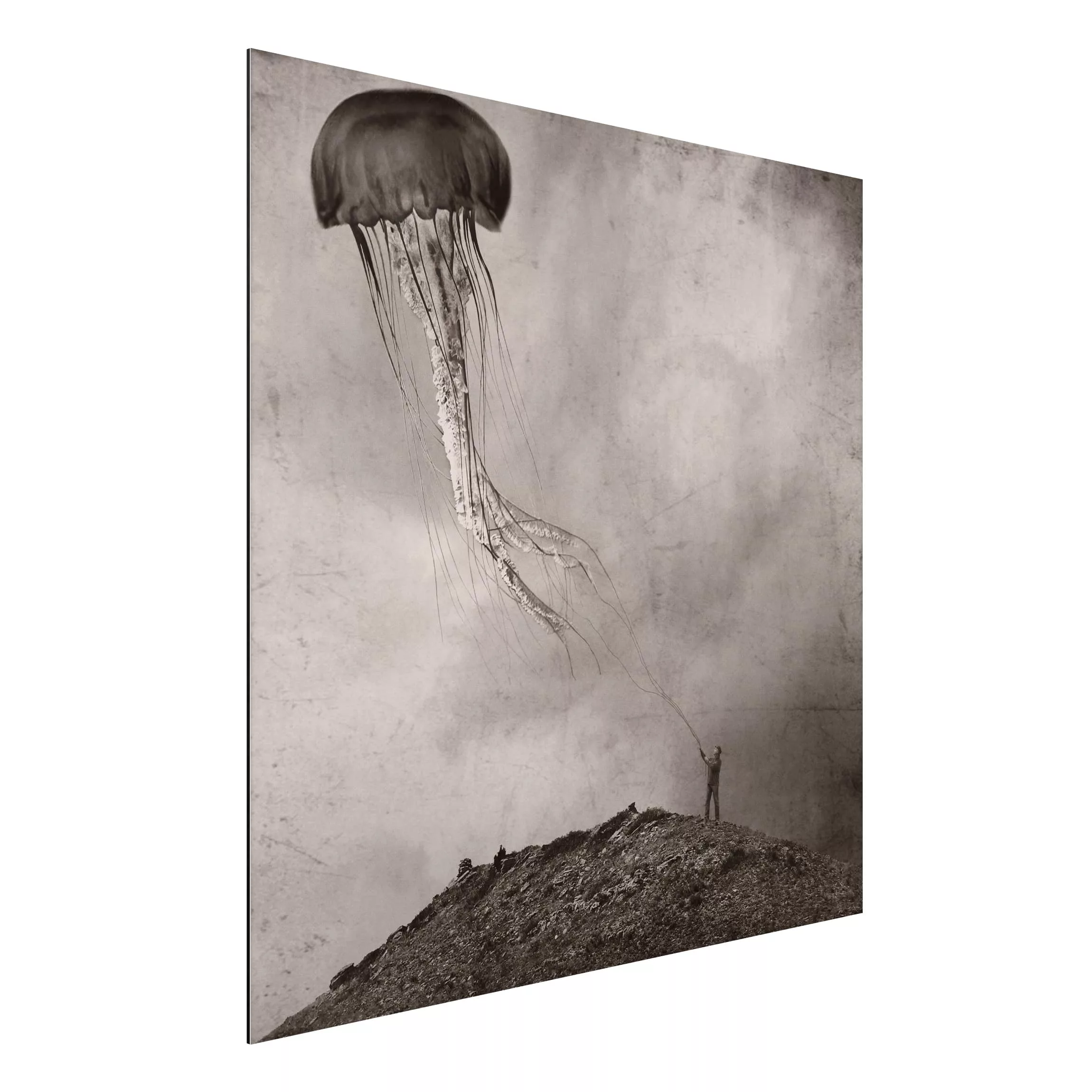 Alu-Dibond Bild Schwarz-Weiß - Quadrat Fliegende Medusa günstig online kaufen