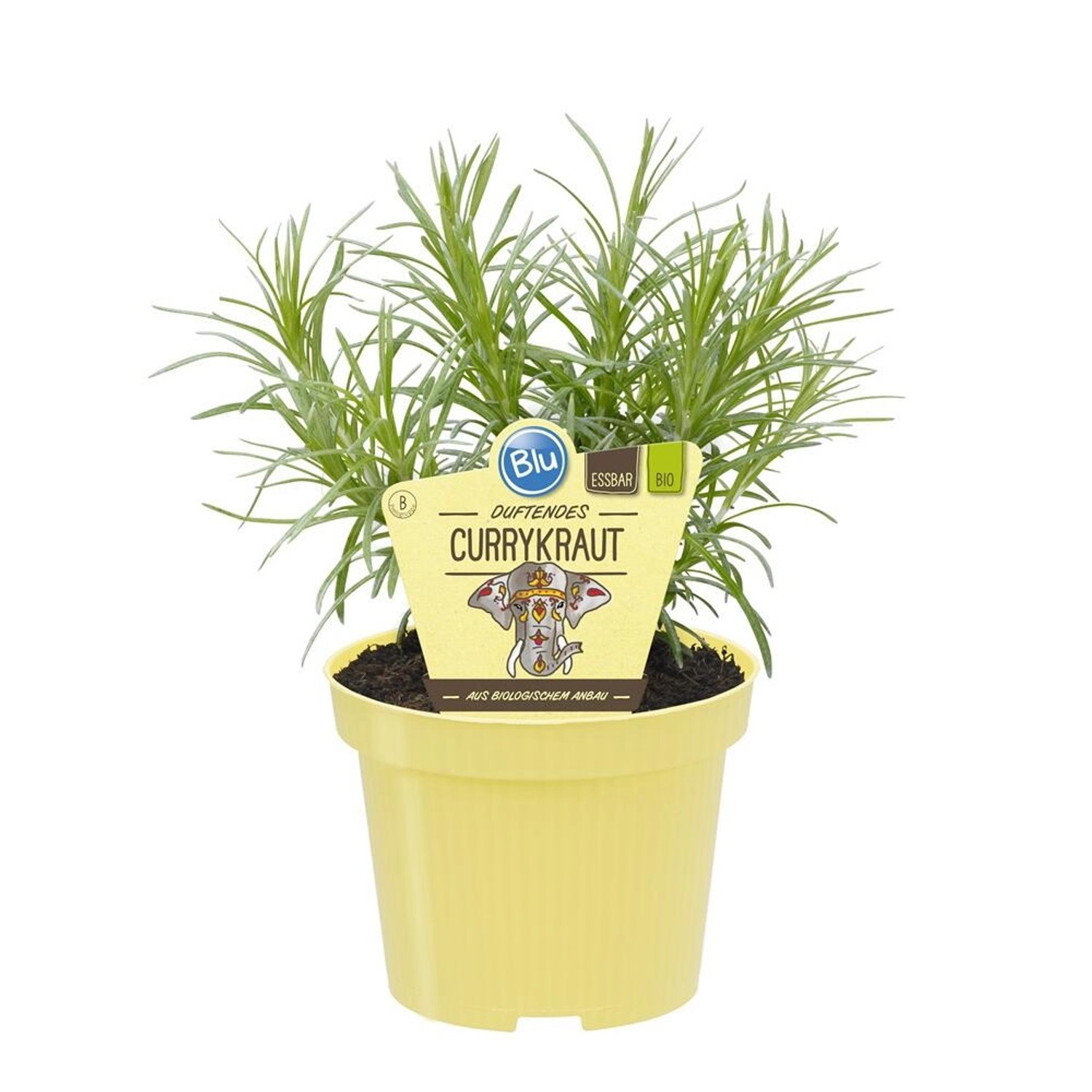 Exotenherz Currykraut in Bio-Qualität Helichrysum Angustifolia Kräuterpflan günstig online kaufen