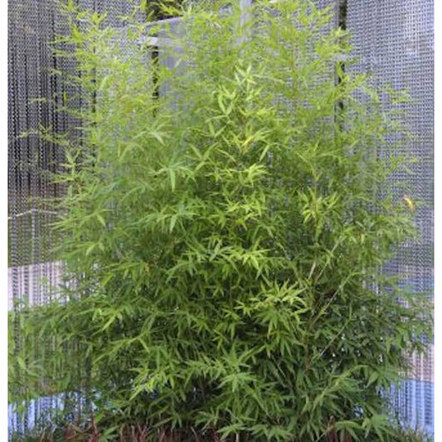 Gartenbambus 100-125cm - Phyllostachys bissetii günstig online kaufen