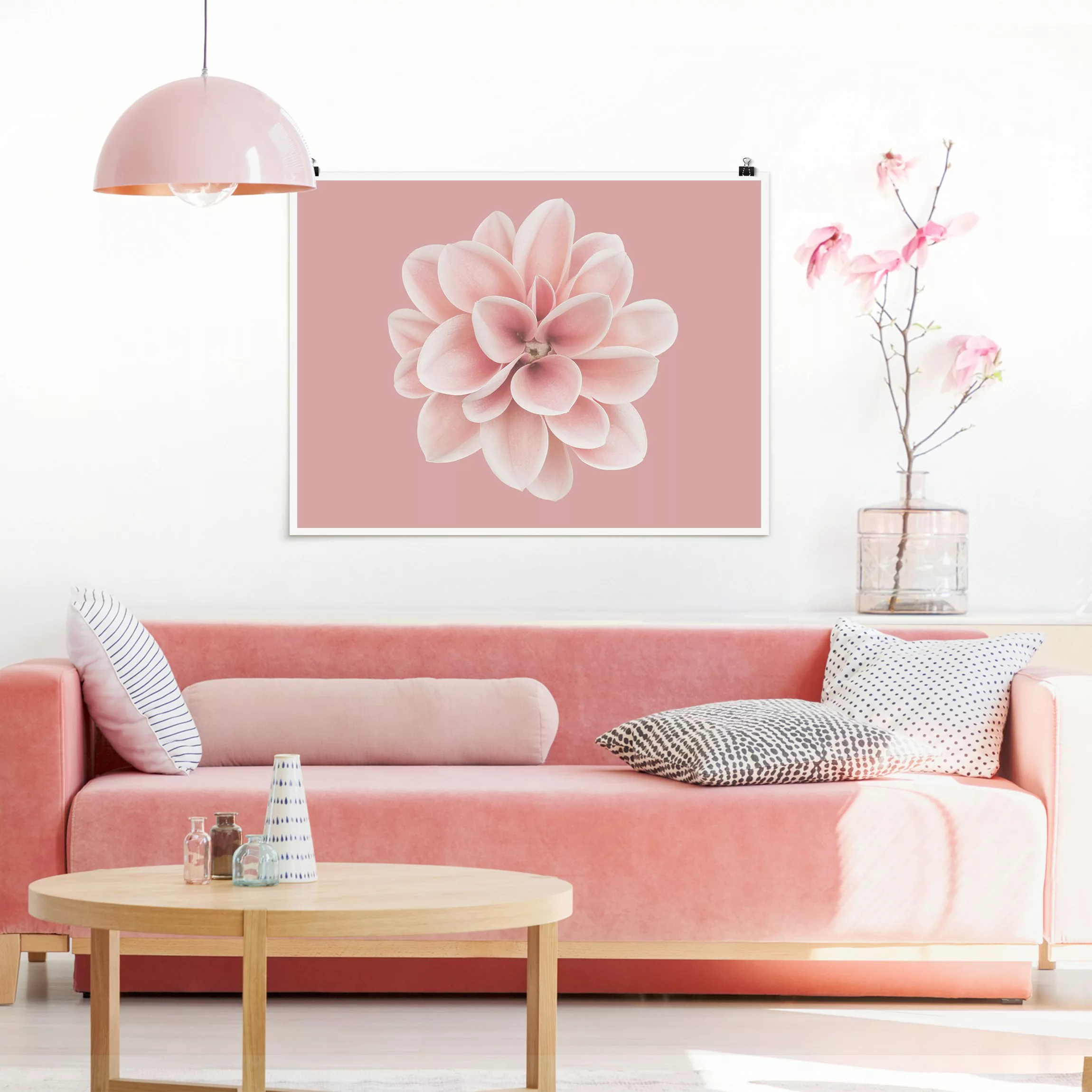 Poster Dahlie Rosa Blush Blume Zentriert günstig online kaufen