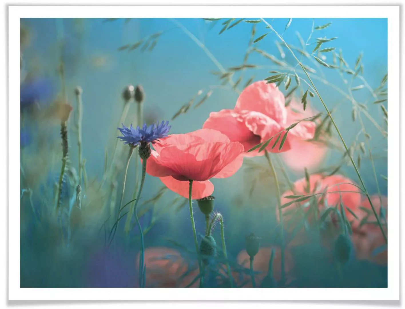 Wall-Art Poster "Wildblumen Aquamarin", Blumen, (Set, 1 St.), Poster ohne B günstig online kaufen