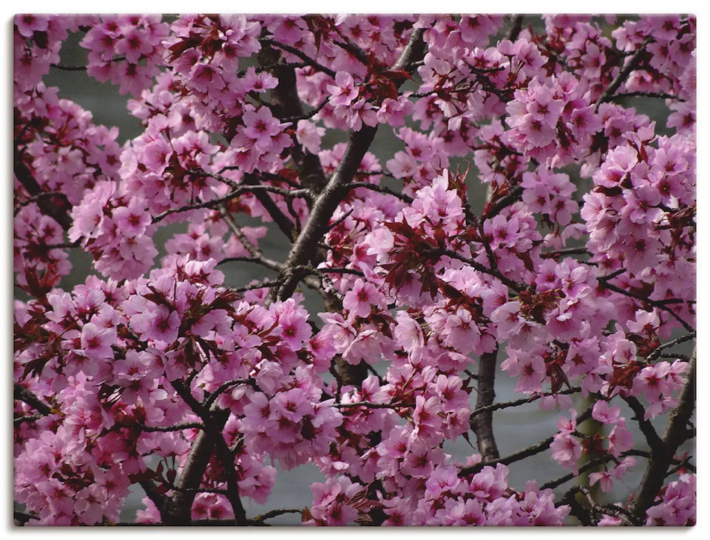 Artland Wandbild "Japanische Zierkirschen Blüte", Bäume, (1 St.), als Leinw günstig online kaufen