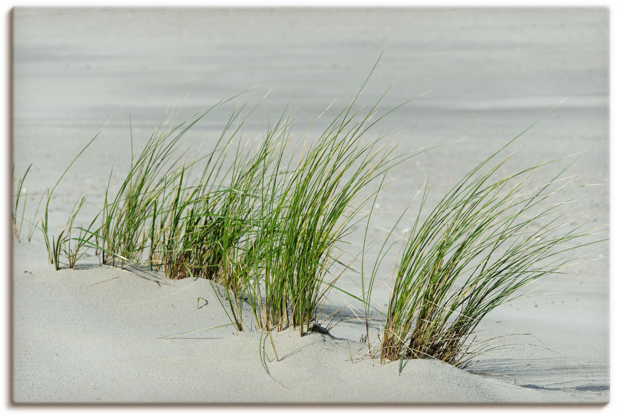 Artland Leinwandbild "Gräser am Strand", Strandbilder, (1 St.), auf Keilrah günstig online kaufen