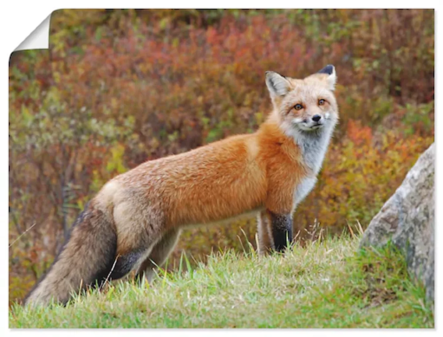 Artland Wandbild "Fuchs I", Wildtiere, (1 St.) günstig online kaufen
