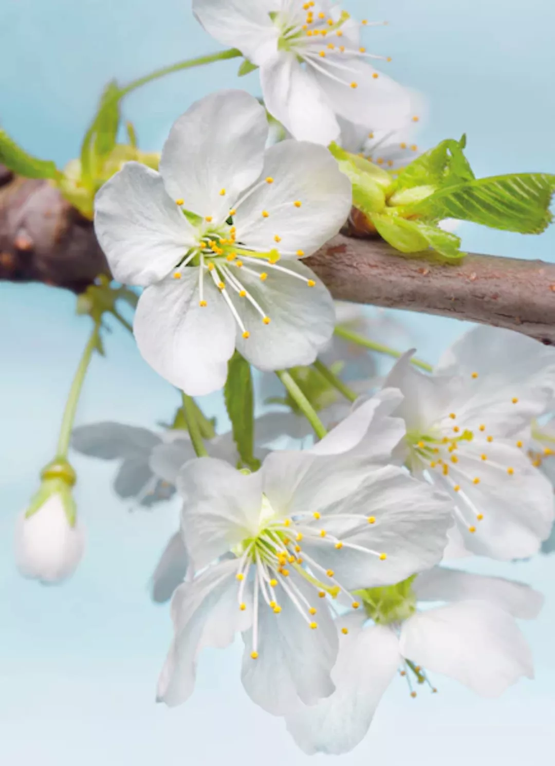 KOMAR Vlies Fototapete - Blossom - Größe 184 x 248 cm mehrfarbig günstig online kaufen