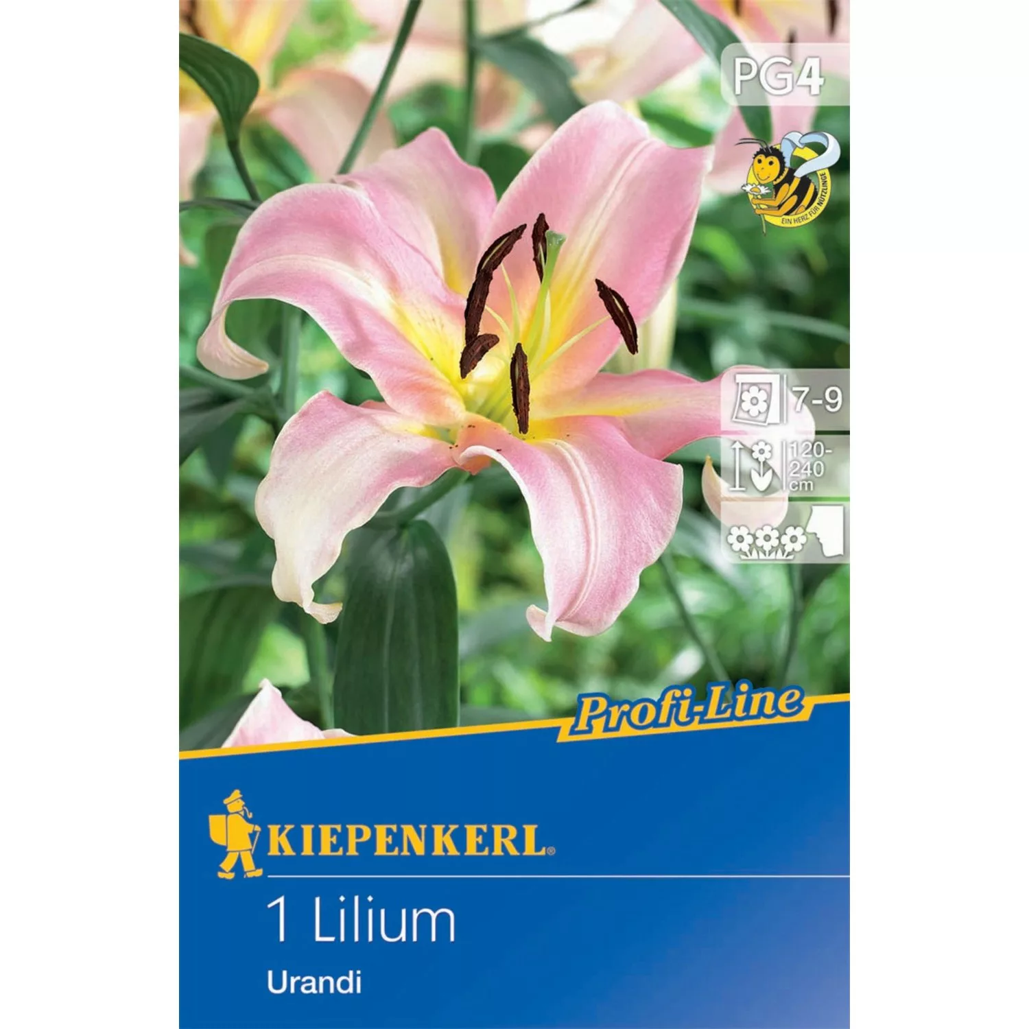 Kiepenkerl  Baum-Lilie Profi-Line Urandi 1 Stück günstig online kaufen