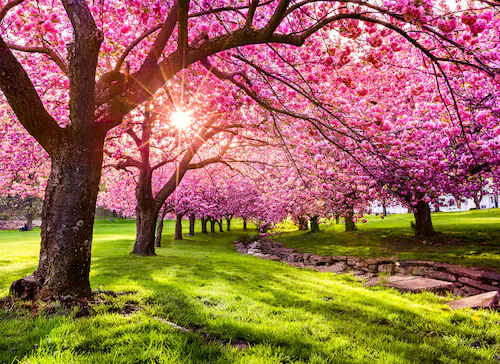 Papermoon Fototapete »Cherry Tree Blossom« günstig online kaufen