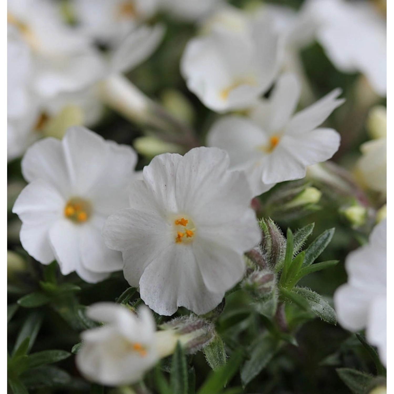 Teppich Phlox Maischnee - Phlox subulata günstig online kaufen