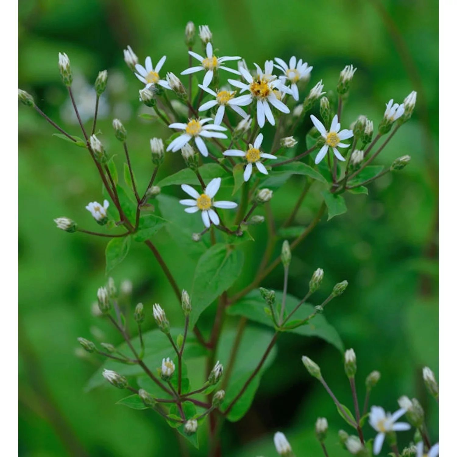 Großblattaster Albus - Aster macrophyllus günstig online kaufen