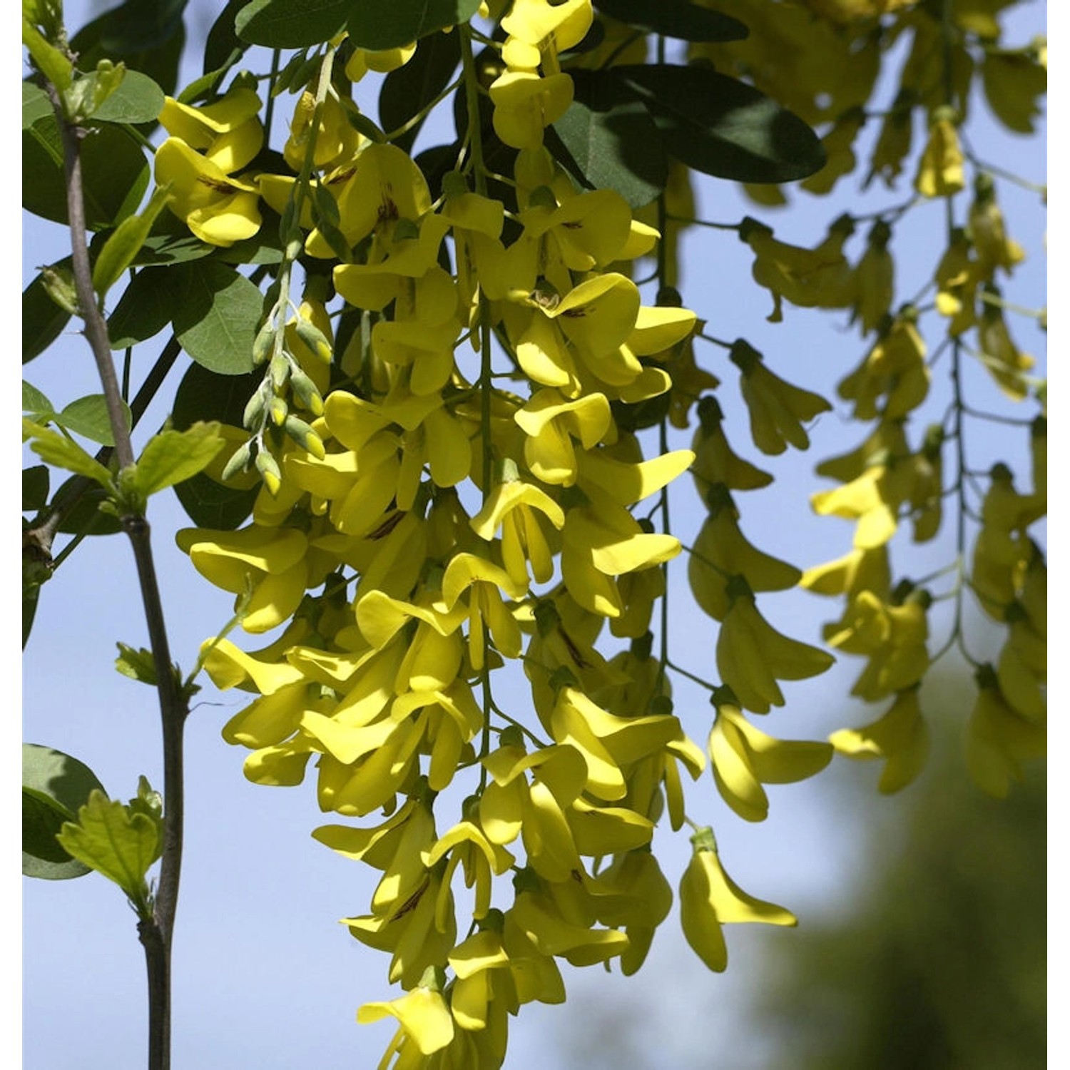 Gemeiner Goldregen Yellow Rocket 80-100cm - Laburnum anagyroides günstig online kaufen