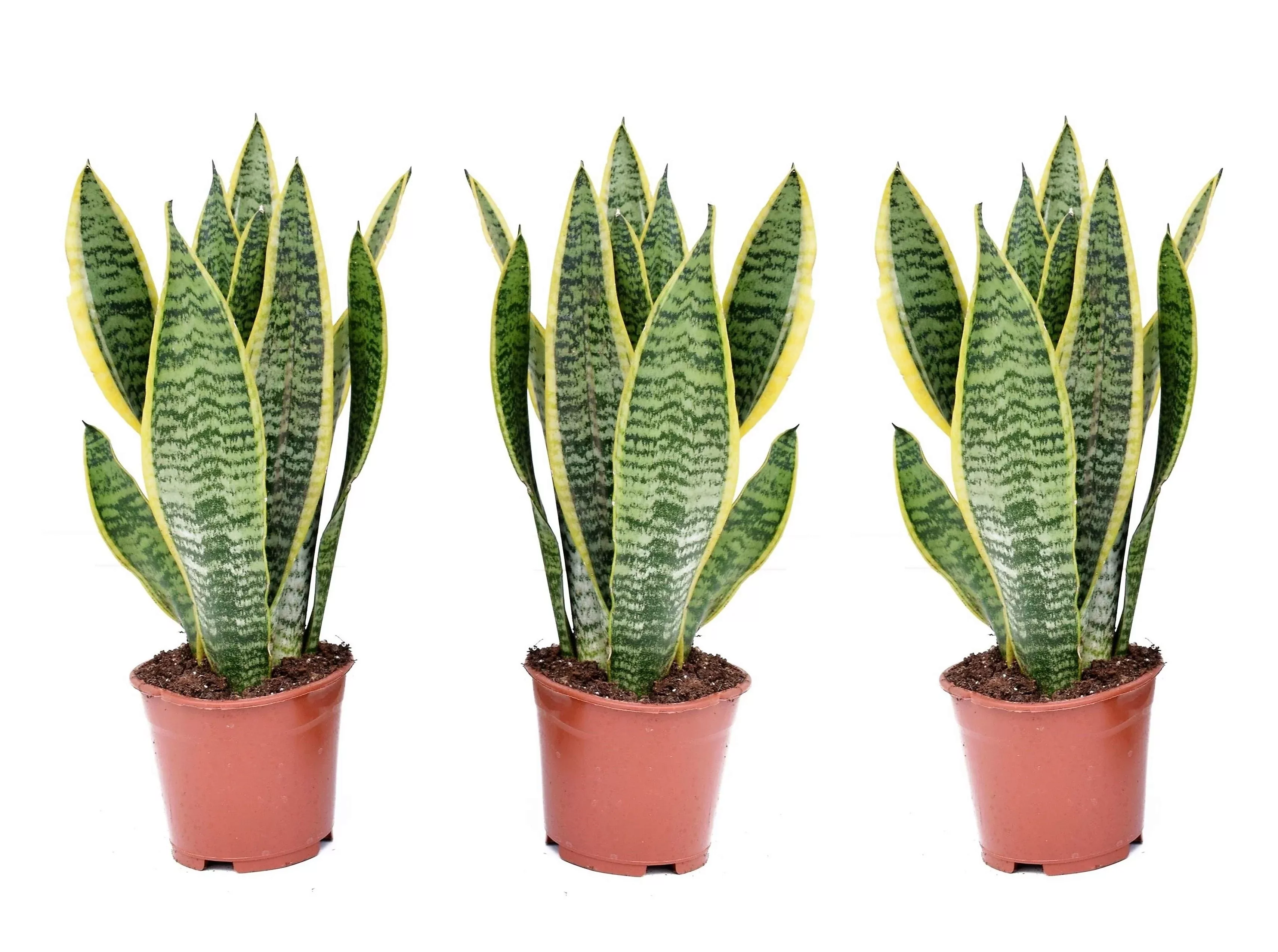 Perfect Plant | Set mit 3 Sansevierias günstig online kaufen