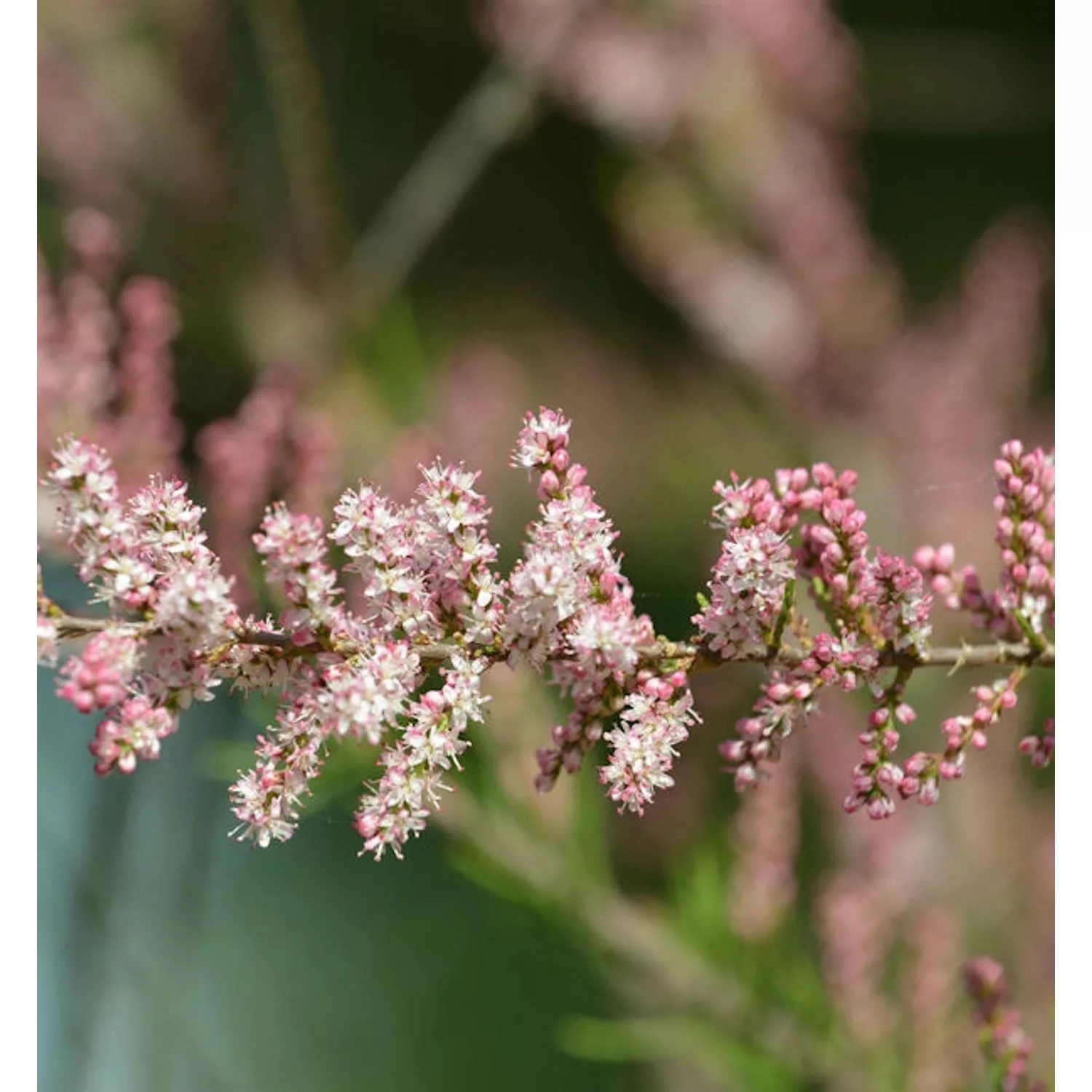 Kleinblütige Tamariske 80-100cm - Tamarix parviflora günstig online kaufen