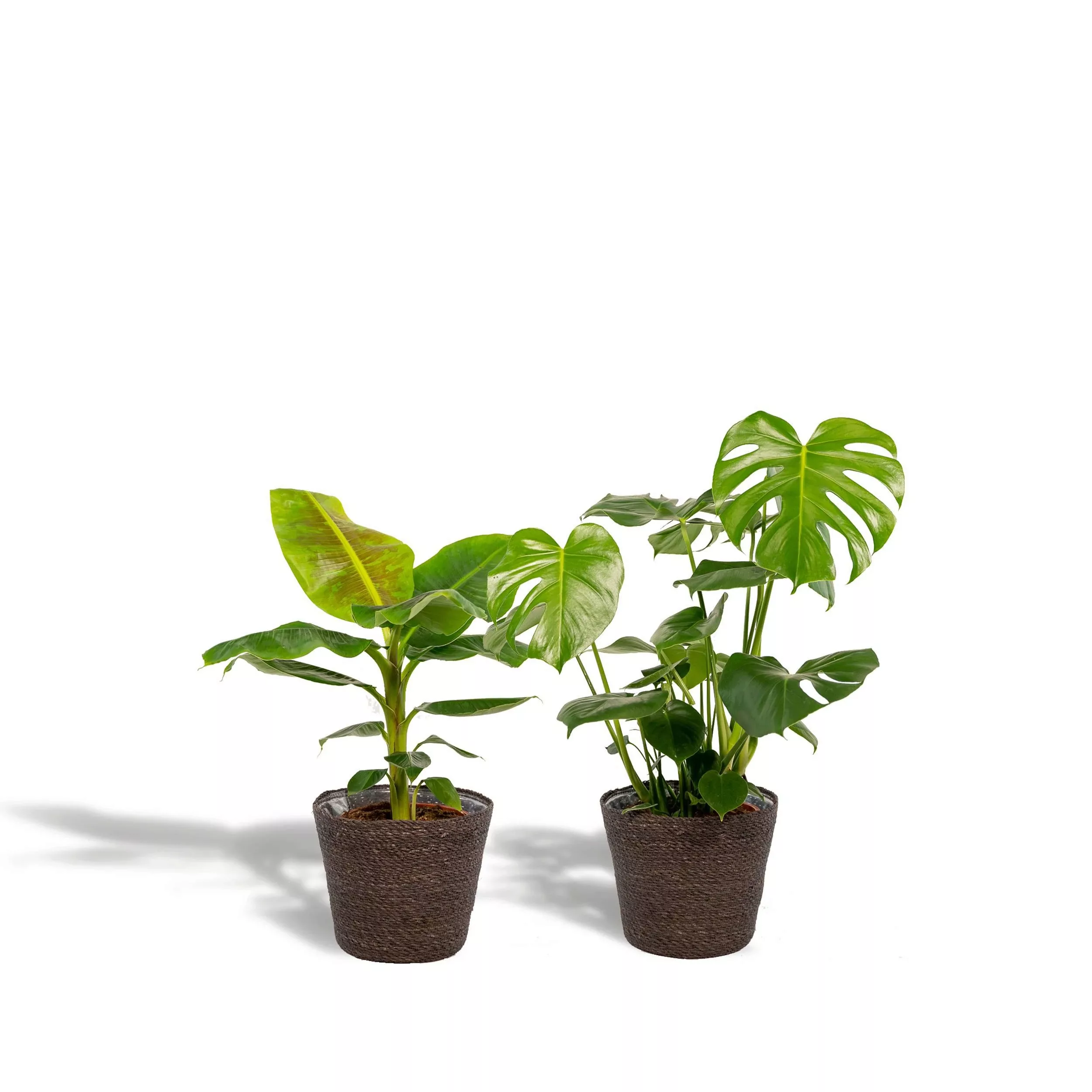 Hello Plants | Set mit 2 Zimmerpflanzen im Korb – Monstera & Bananenpflanze günstig online kaufen