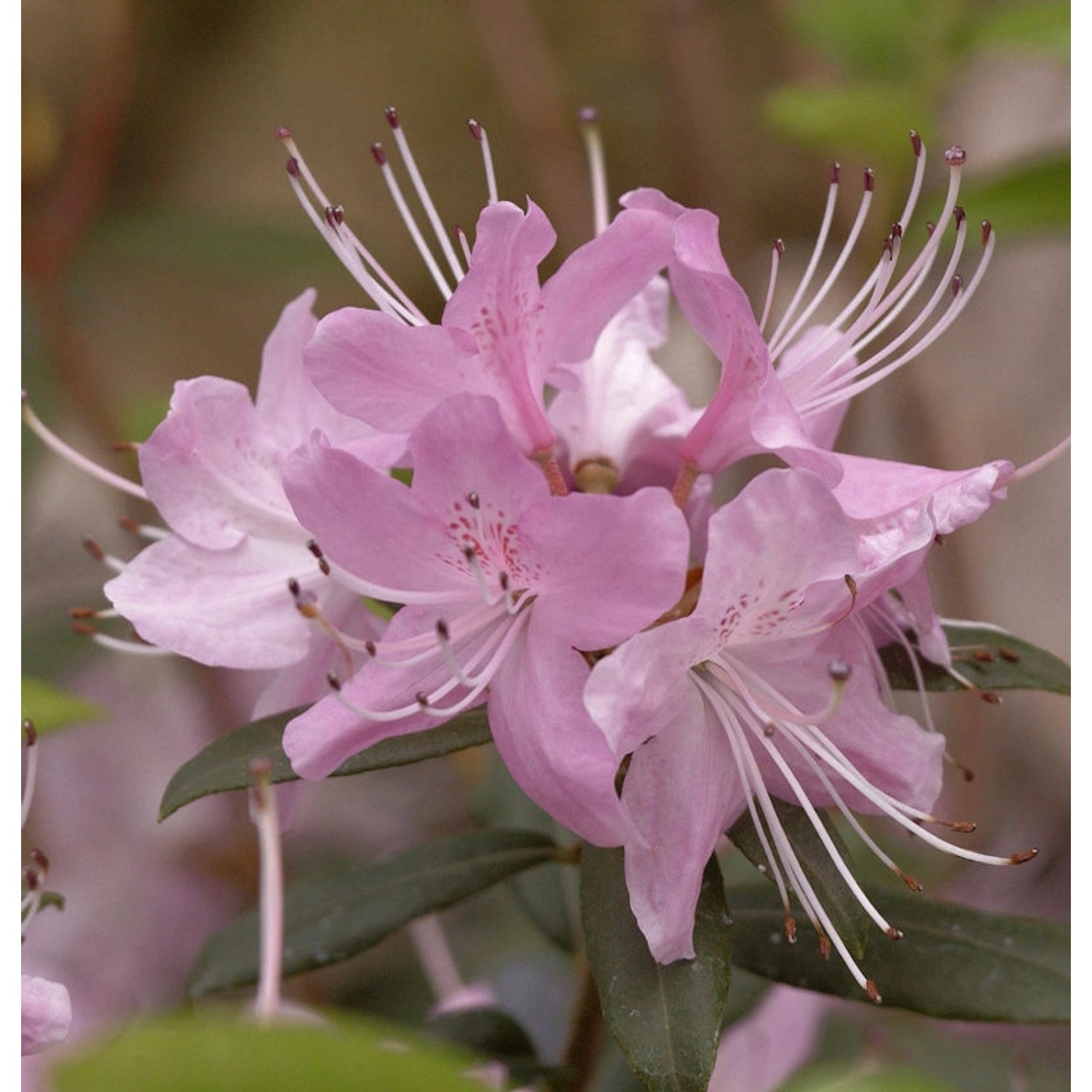 Rhododendron davidsonianum 40-50cm günstig online kaufen