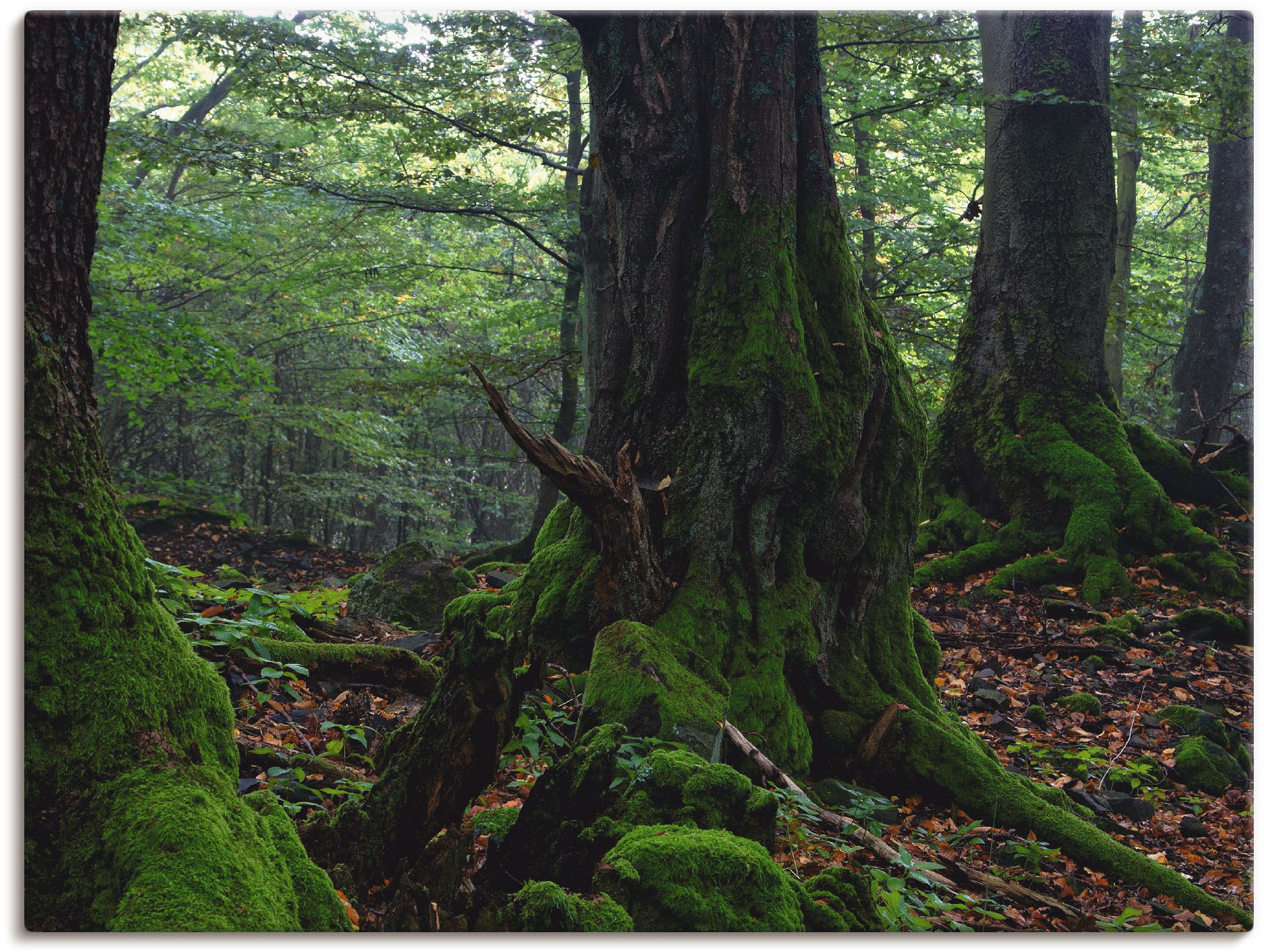 Artland Leinwandbild "Alte Bäume am Kraterrand", Wald, (1 St.), auf Keilrah günstig online kaufen