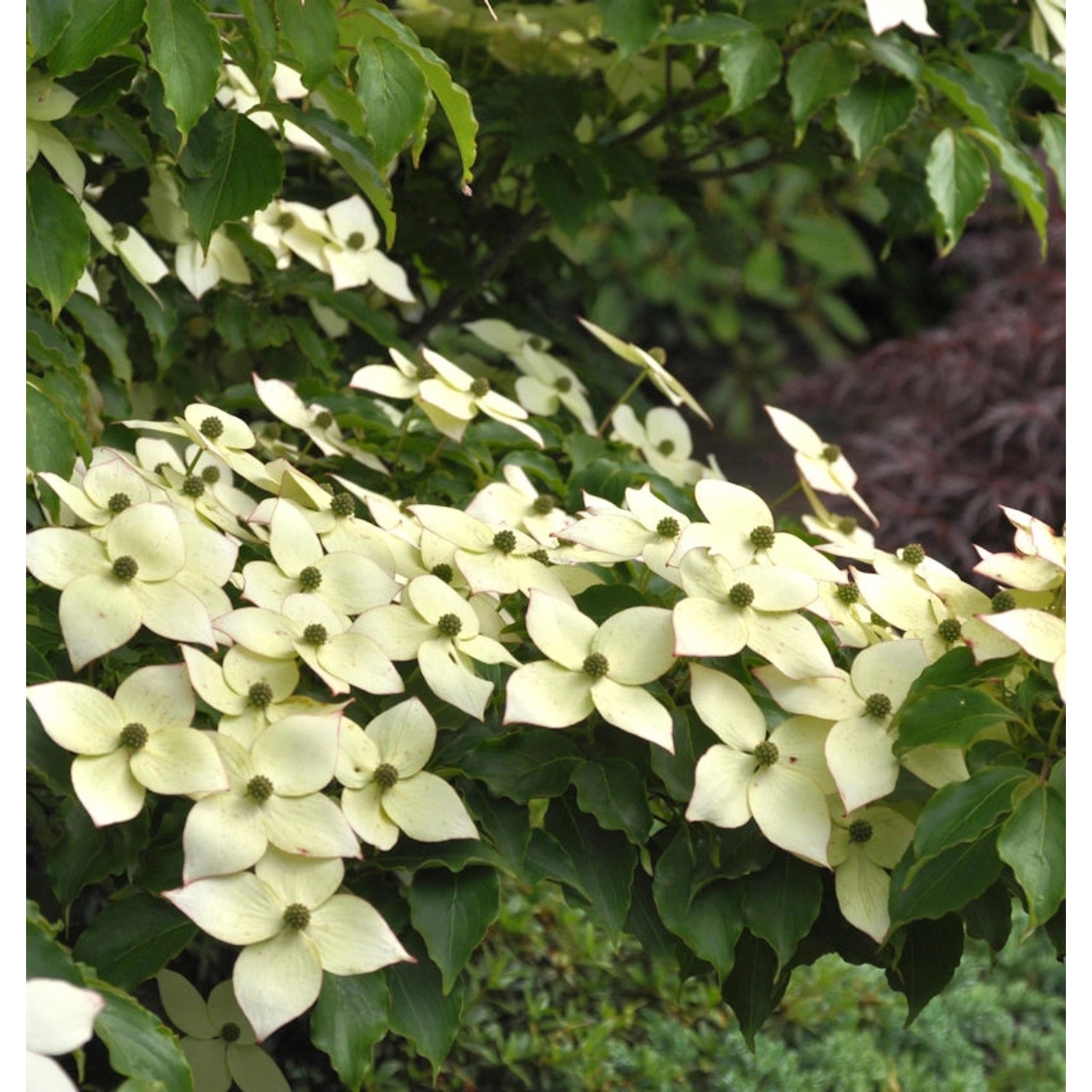 Japanischer Blumen Hartriegel Bultincks Beauty 60-80cm - Cornus kousa günstig online kaufen