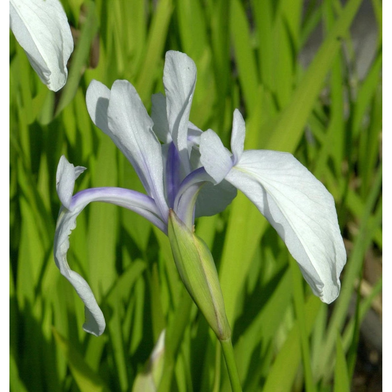 Asiatische Sumpf Schwertlilie Snow Drift - Iris laevigata günstig online kaufen