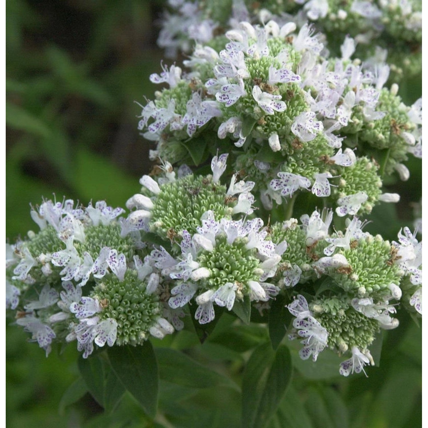 Amerikanische Bergminze - Pycnanthemum pilosum günstig online kaufen