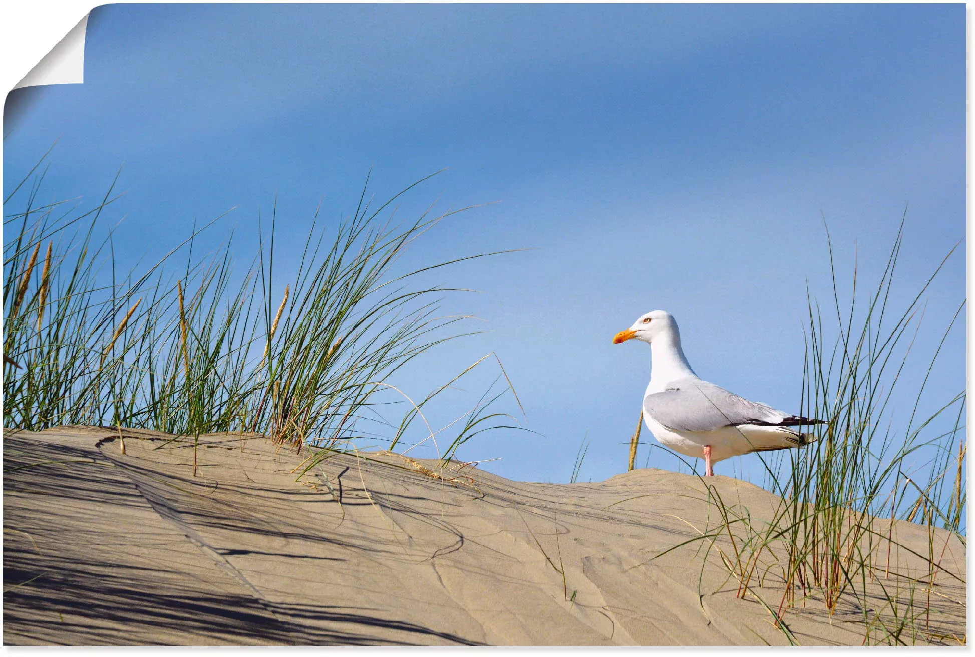 Artland Poster "Möwe in Dünenlandschaft", Strand, (1 St.), als Alubild, Lei günstig online kaufen