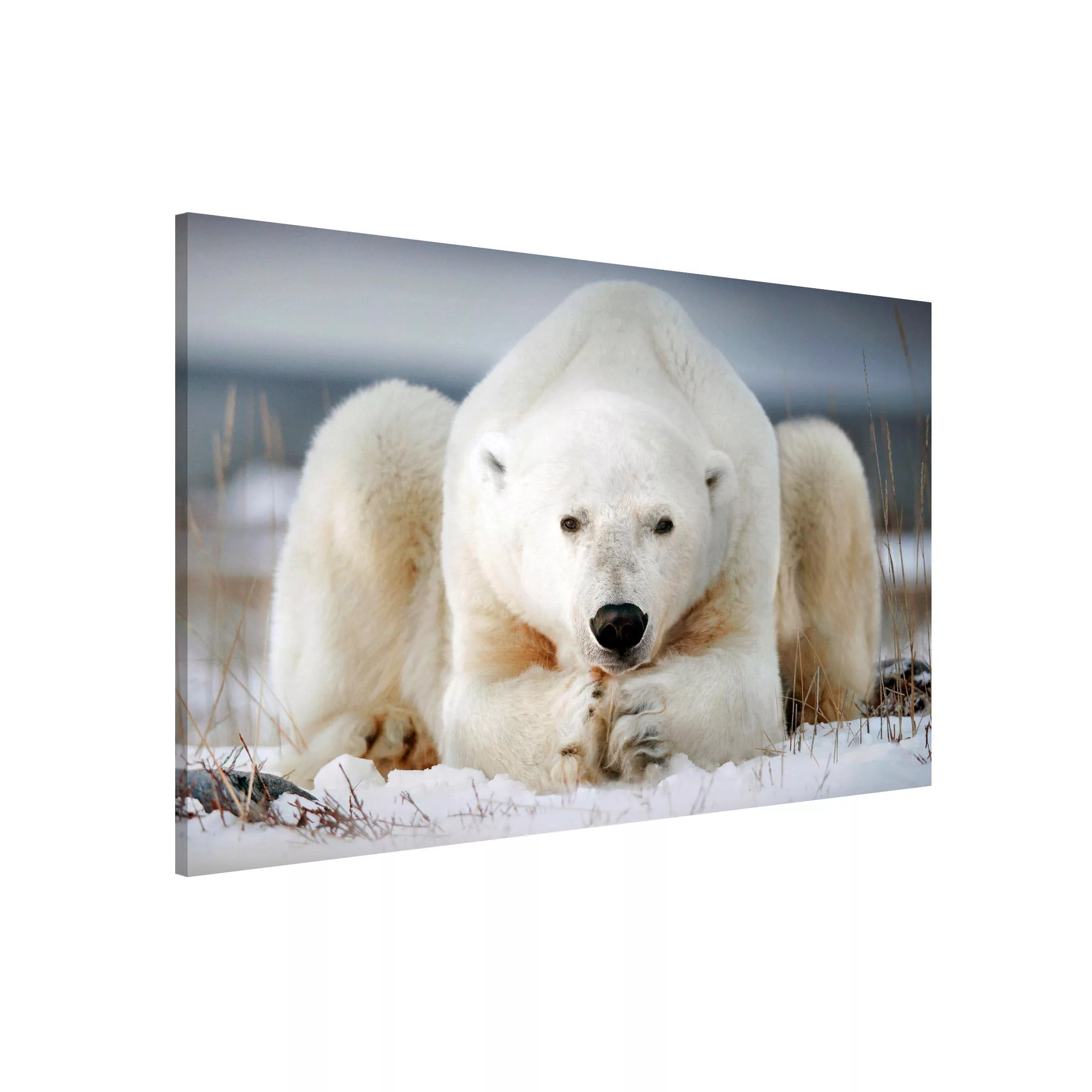 Magnettafel Tiere - Querformat 3:2 Nachdenklicher Eisbär günstig online kaufen